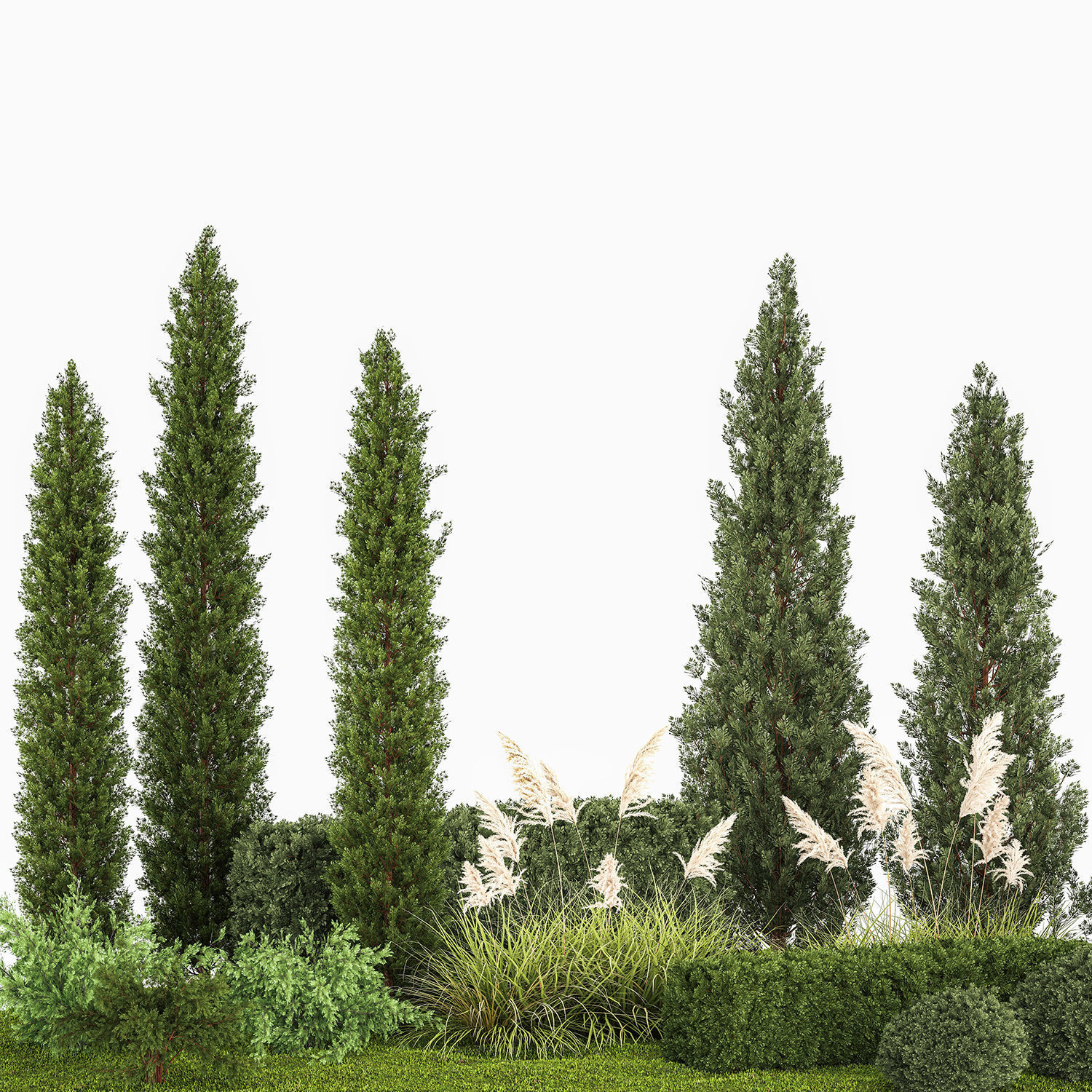 Garden of thuja and cypress trees with pampas grass bushes 1152 3D model_4