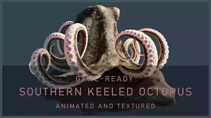 Animated Southern Keeled Octopus Low-poly 3D model