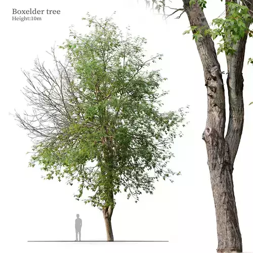 Boxelder tree