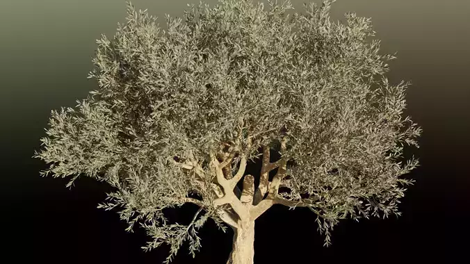 Olive tree 3D model