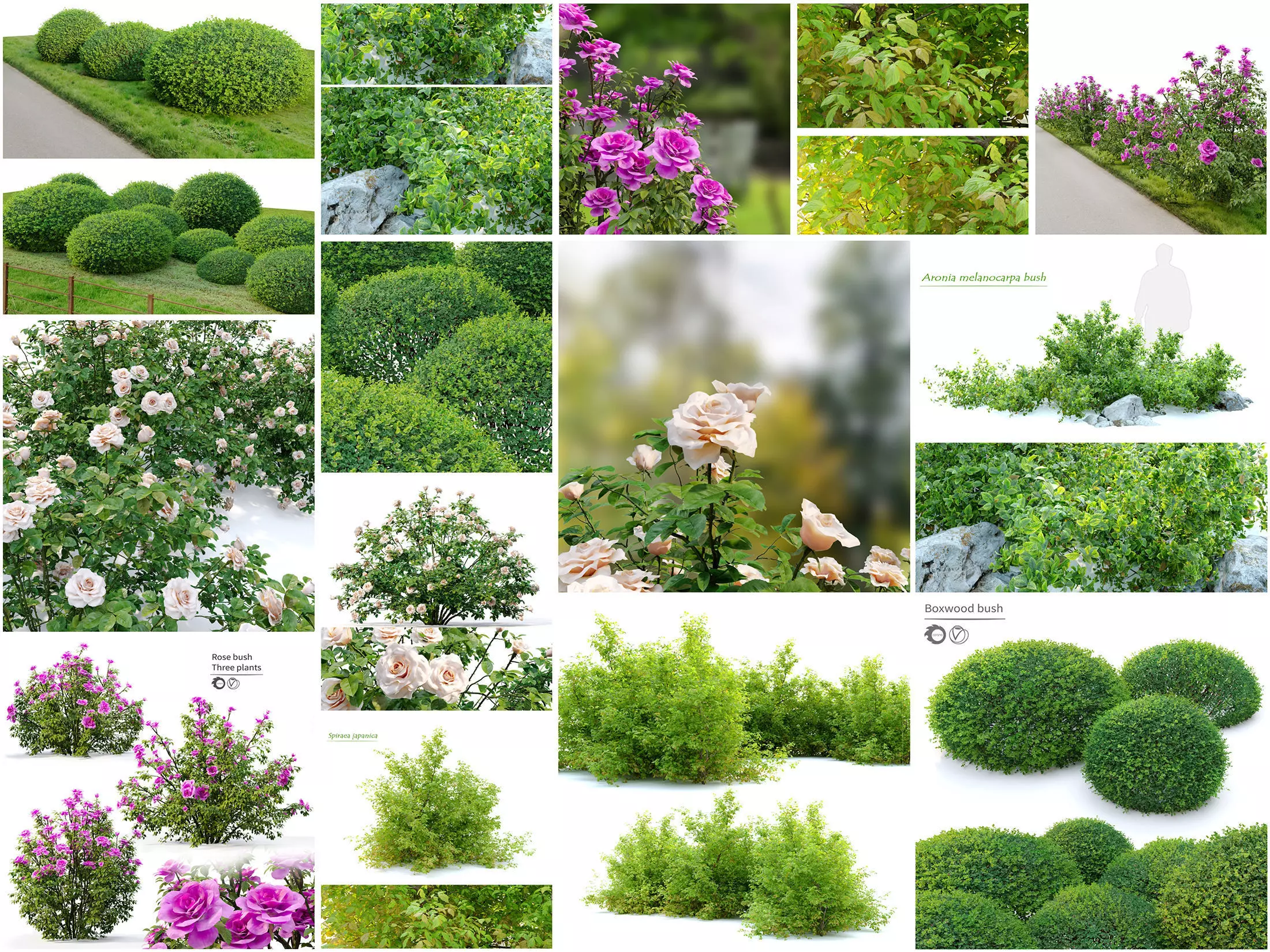 Garden bush 3D Model Collection_0