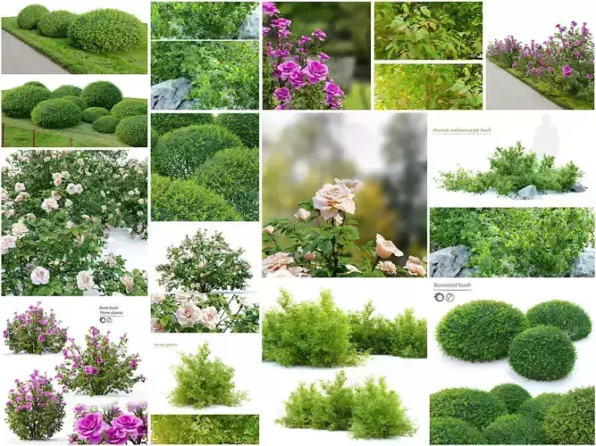 Garden bush 3D Model Collection