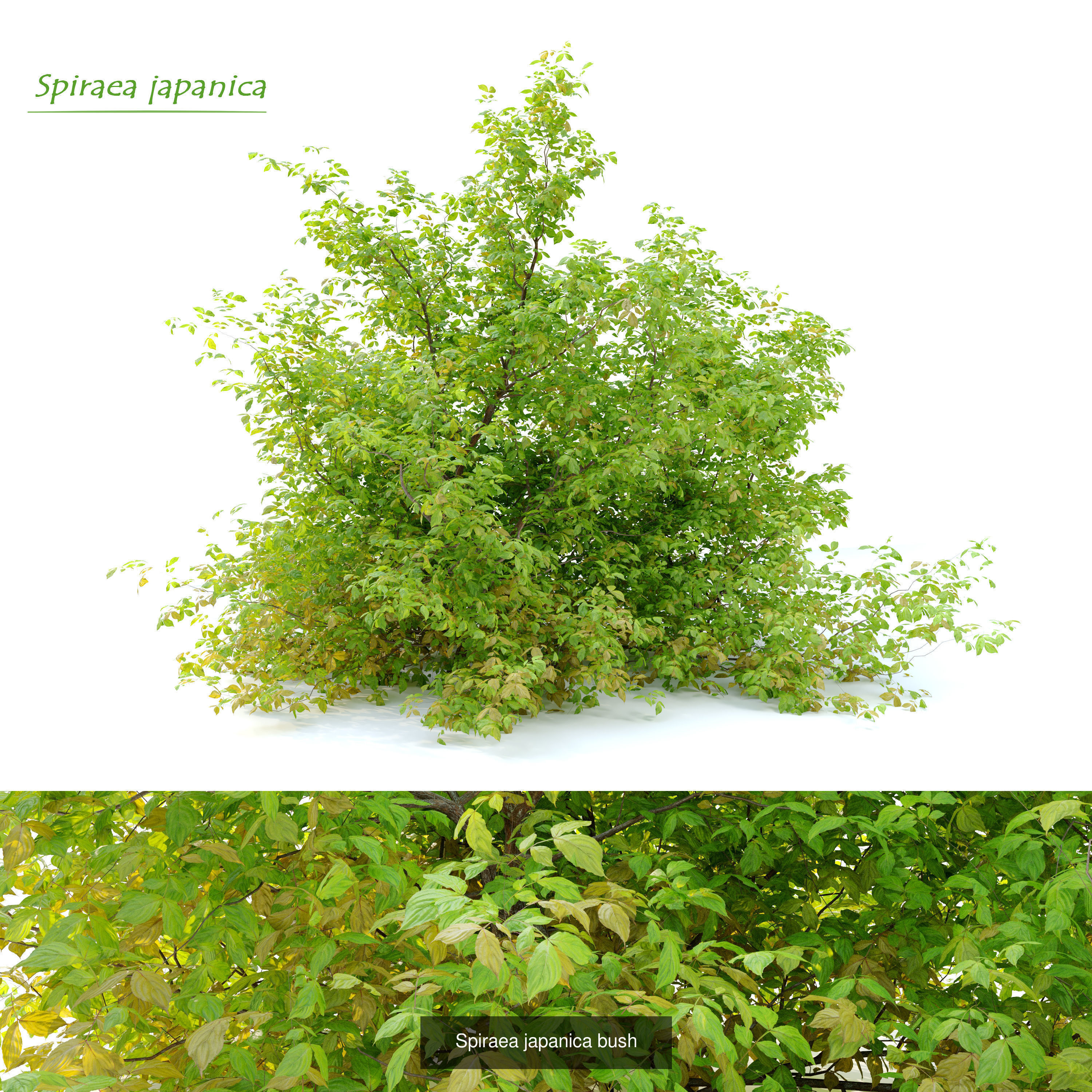 Garden bush 3D Model Collection_4