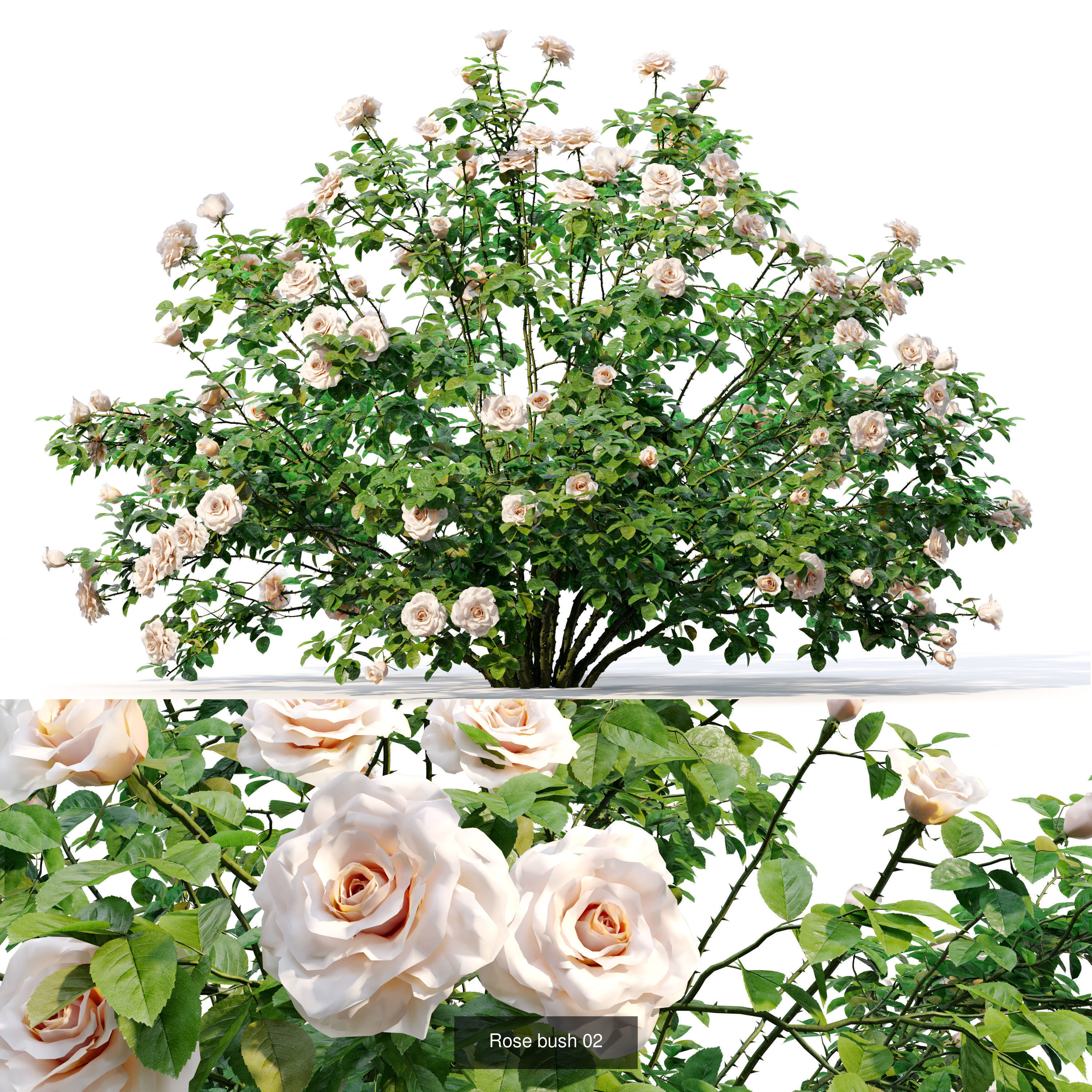 Garden bush 3D Model Collection_2