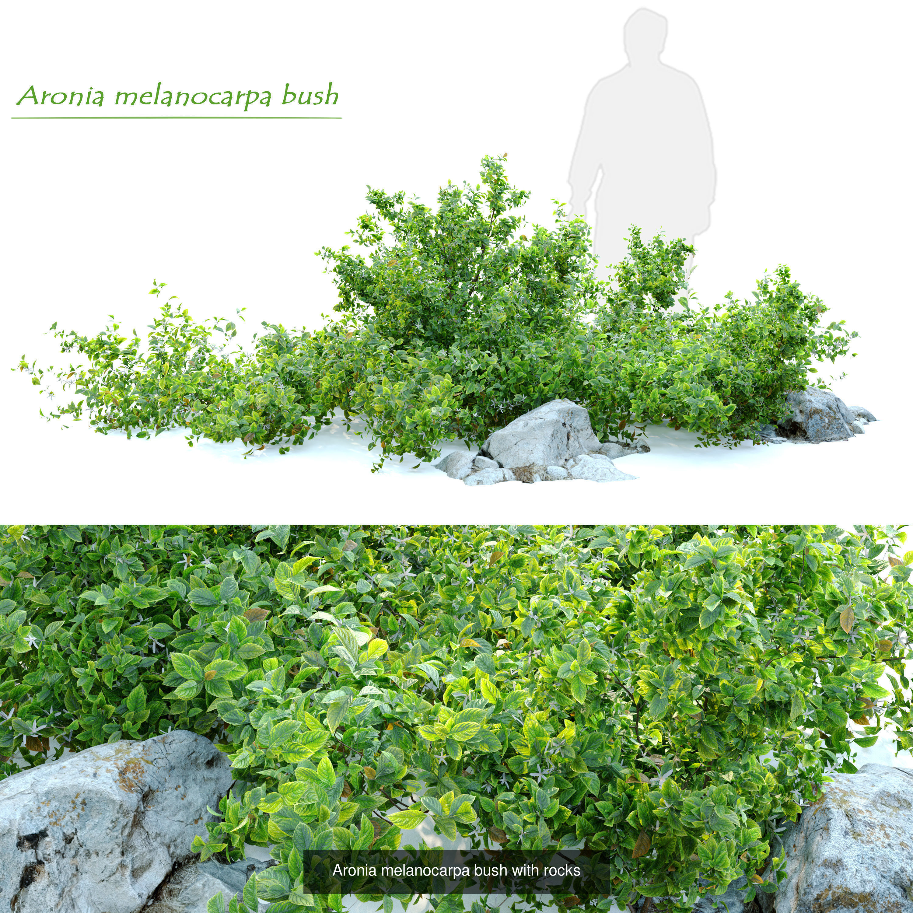 Garden bush 3D Model Collection_5