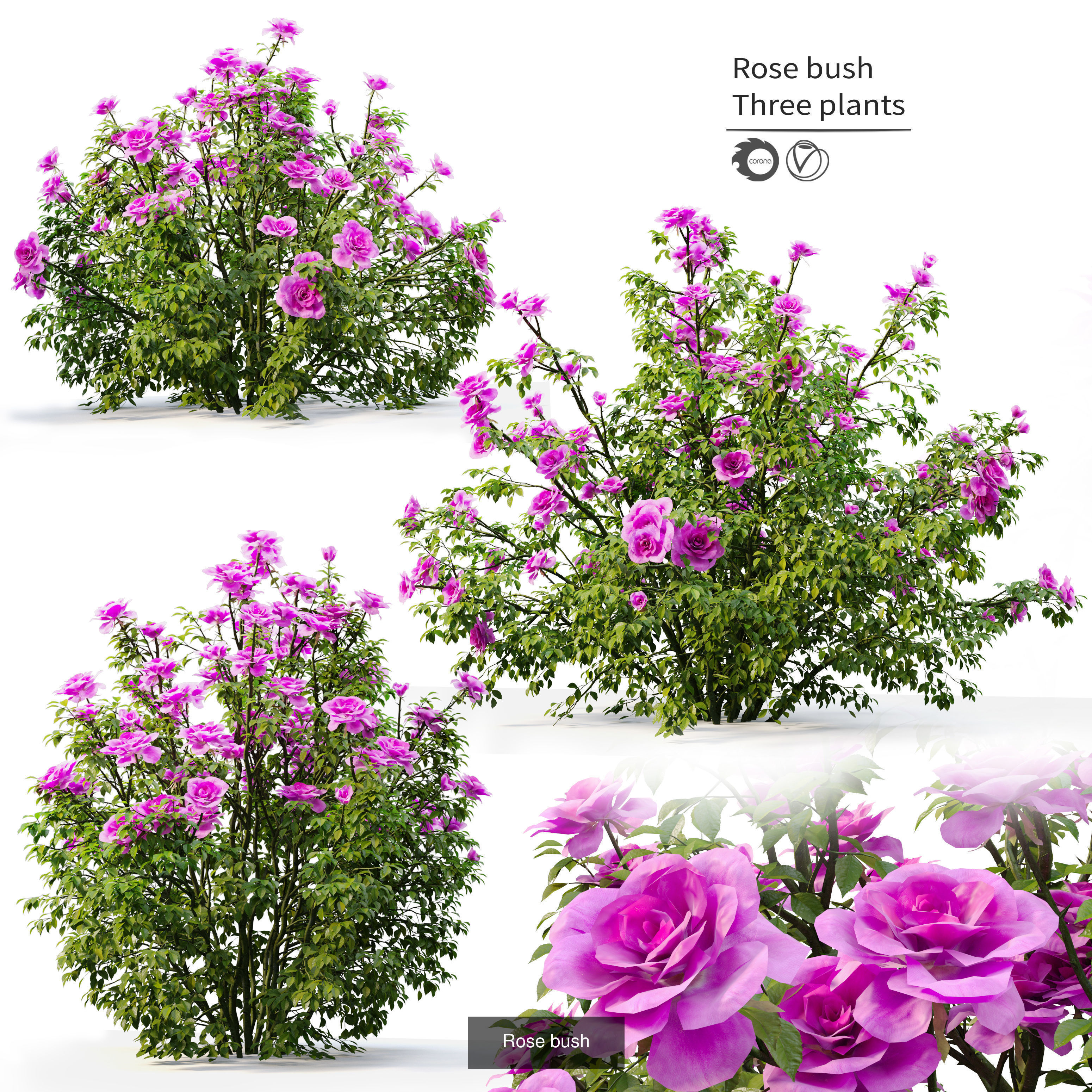 Garden bush 3D Model Collection_1