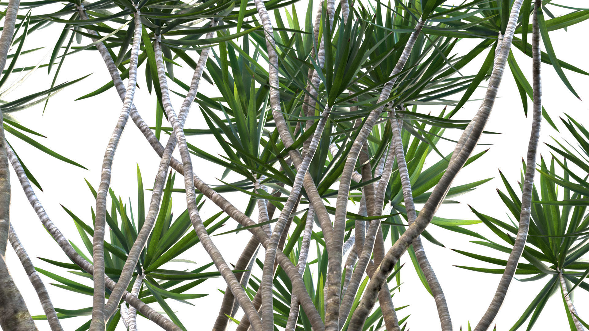 Dracaena Marginata - Madagascar Dragon Tree 3D model_5