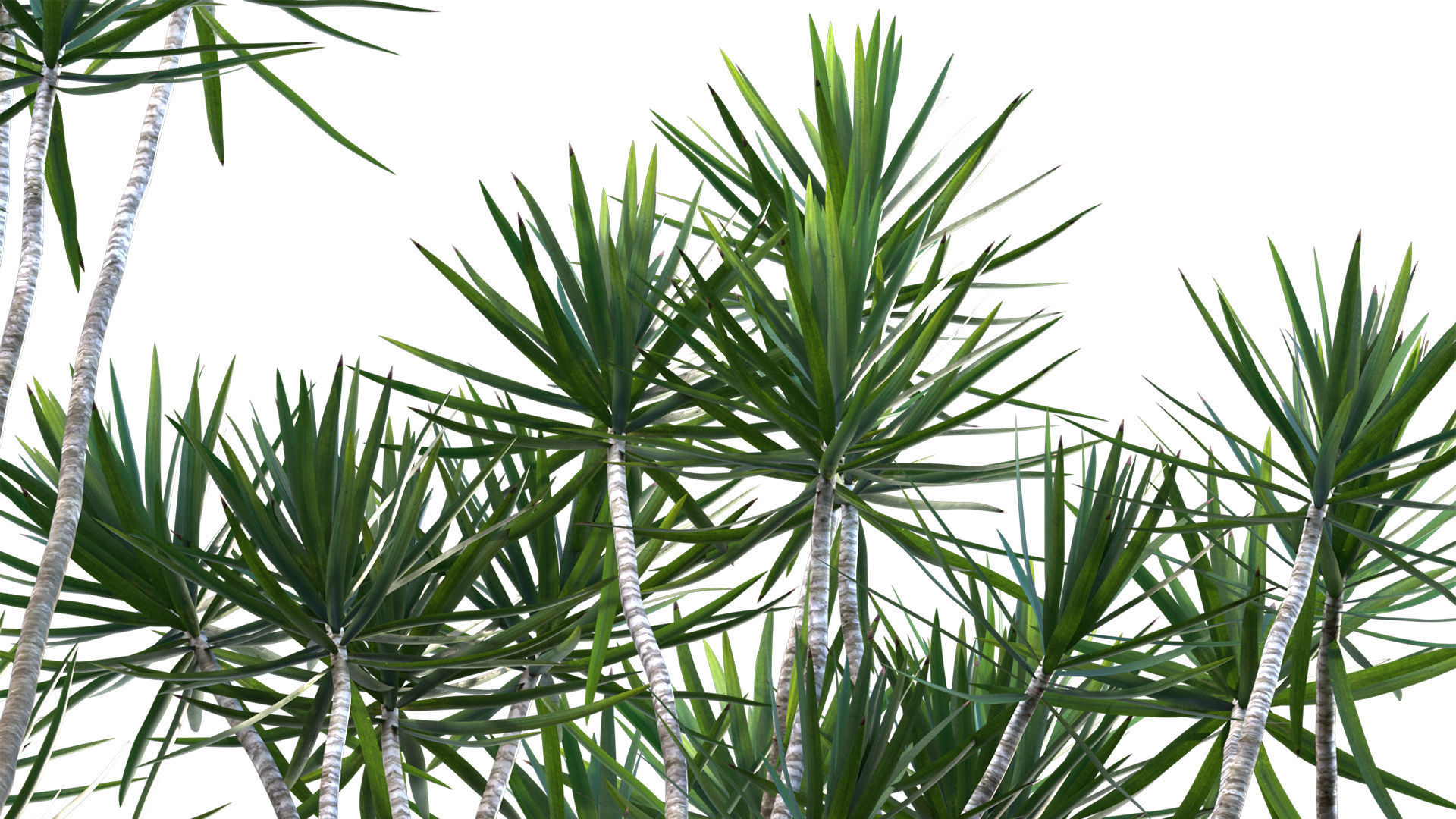 Dracaena Marginata - Madagascar Dragon Tree 3D model_4
