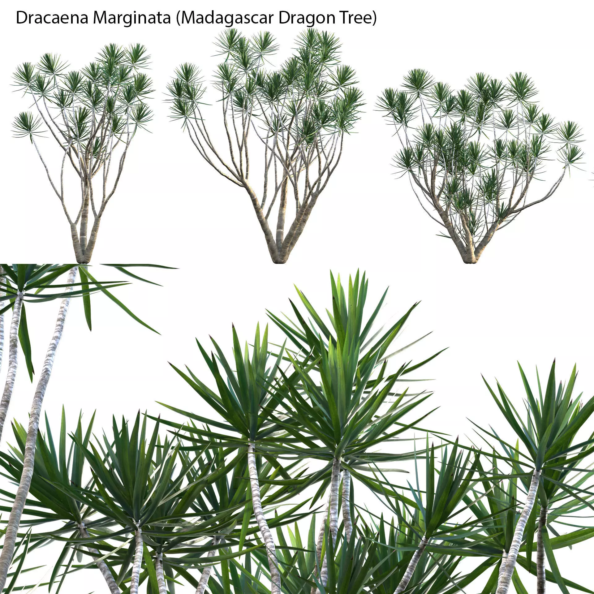 Dracaena Marginata - Madagascar Dragon Tree 3D model_0