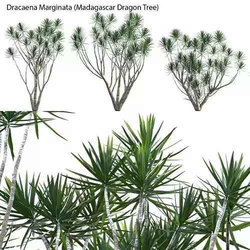 Dracaena Marginata - Madagascar Dragon Tree 3D model