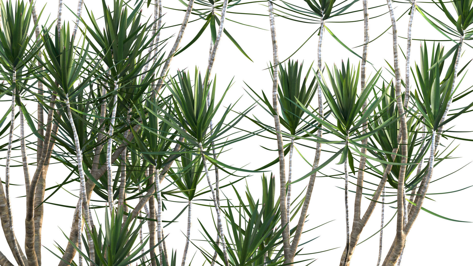 Dracaena Marginata - Madagascar Dragon Tree 3D model_3