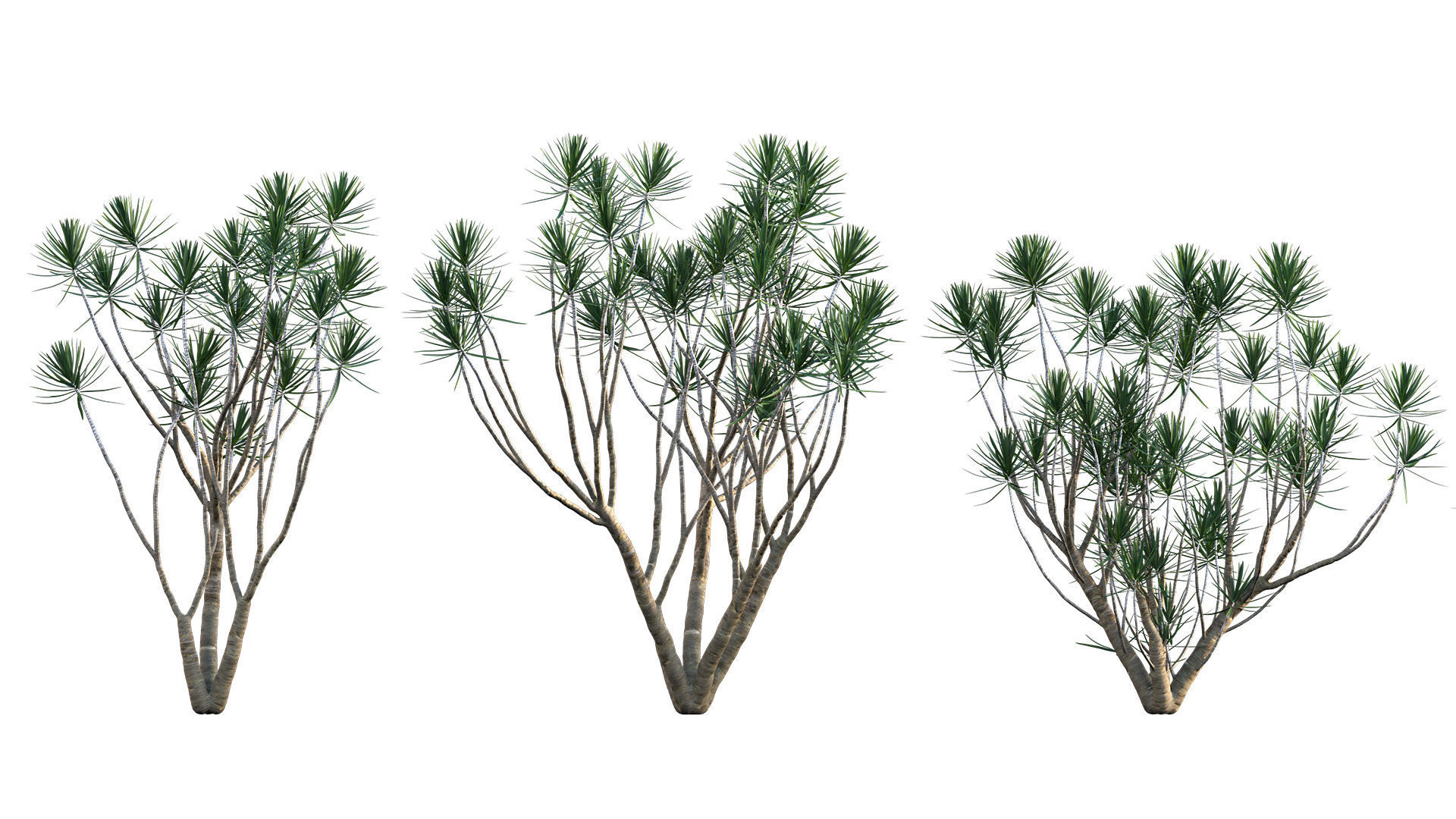 Dracaena Marginata - Madagascar Dragon Tree 3D model_1