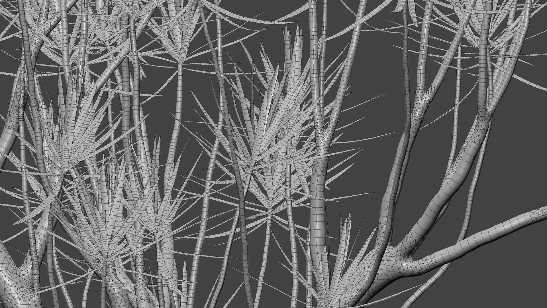 Dracaena Marginata - Madagascar Dragon Tree 3D model_6