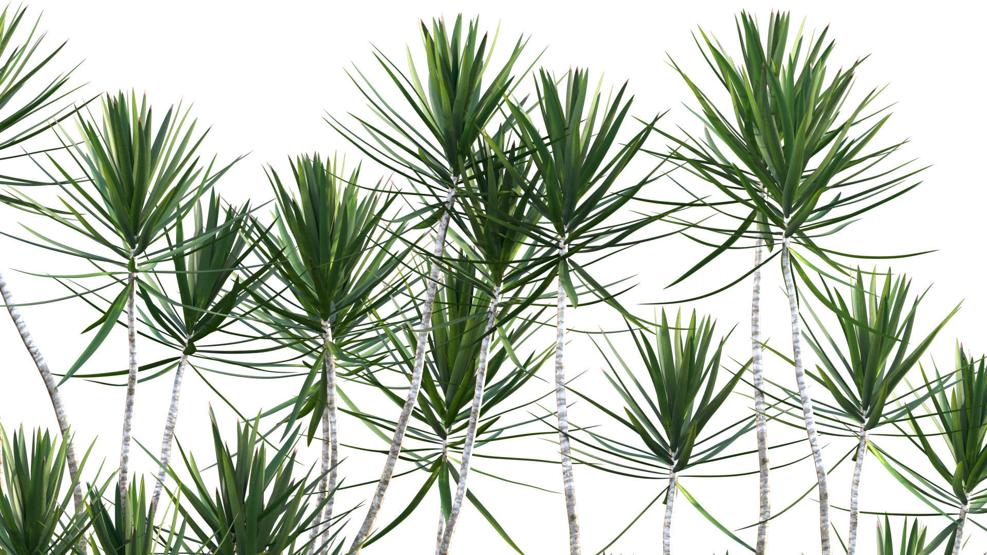 Dracaena Marginata - Madagascar Dragon Tree 3D model_2