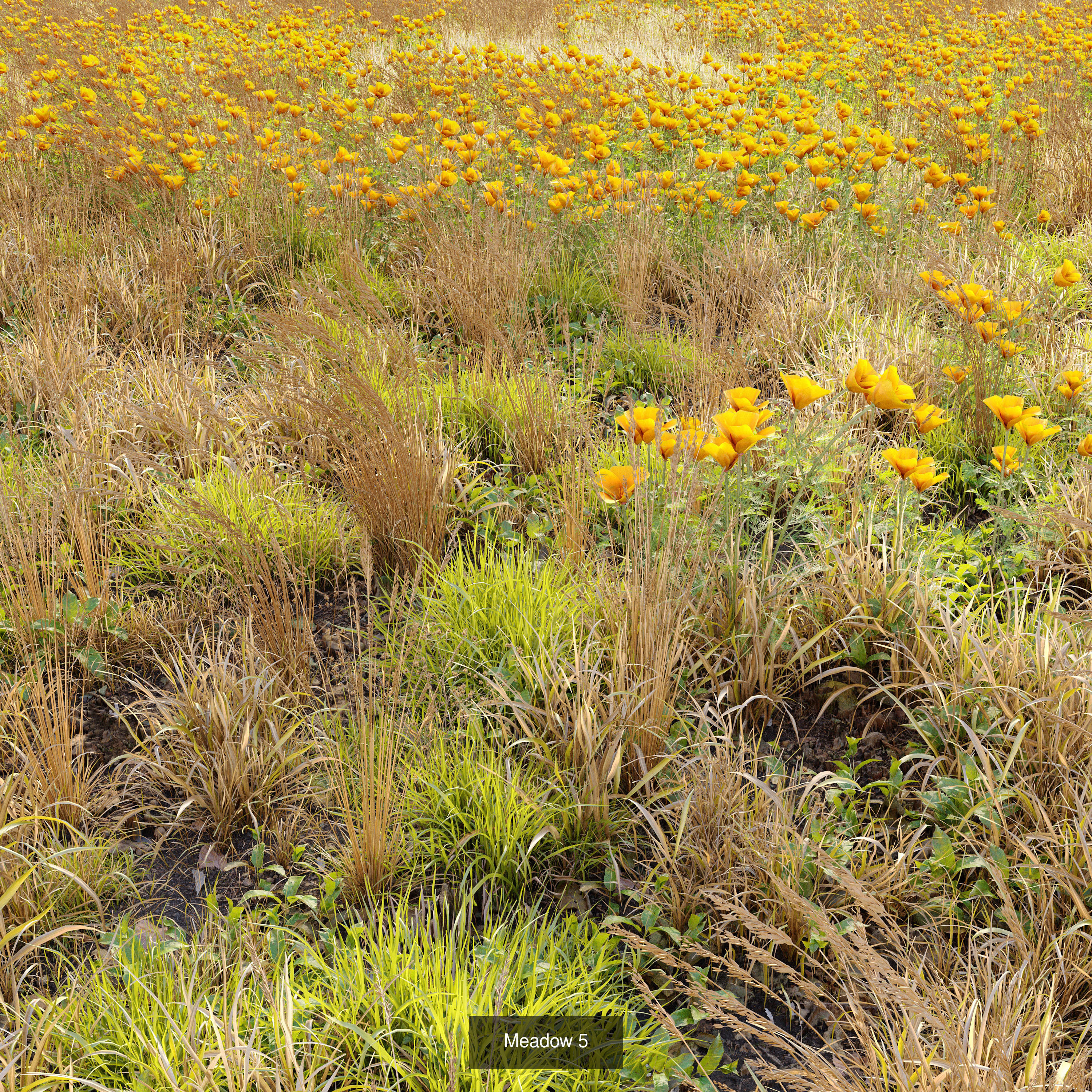 Meadow collection 01 _5