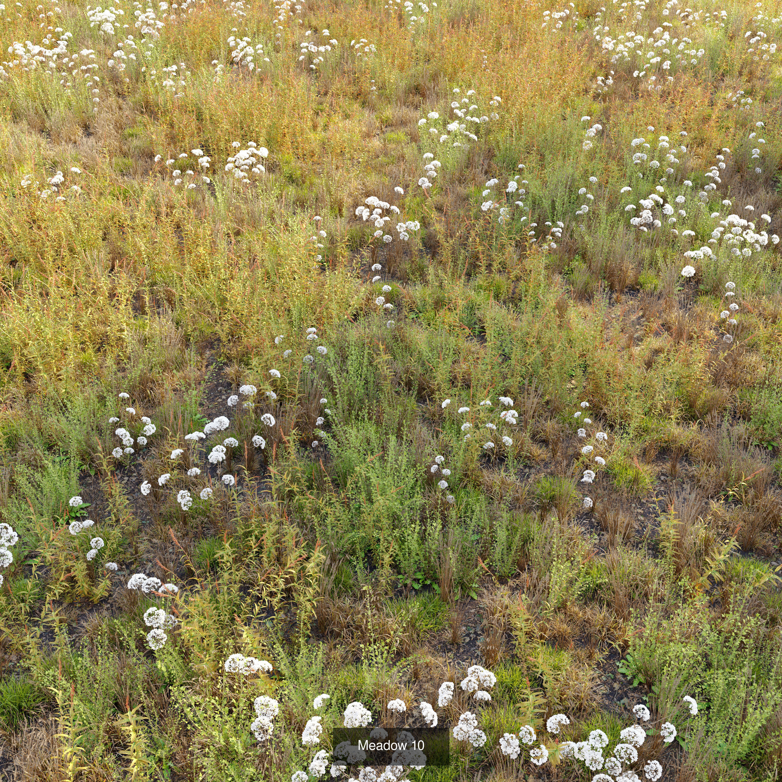 Meadow collection 01 _2