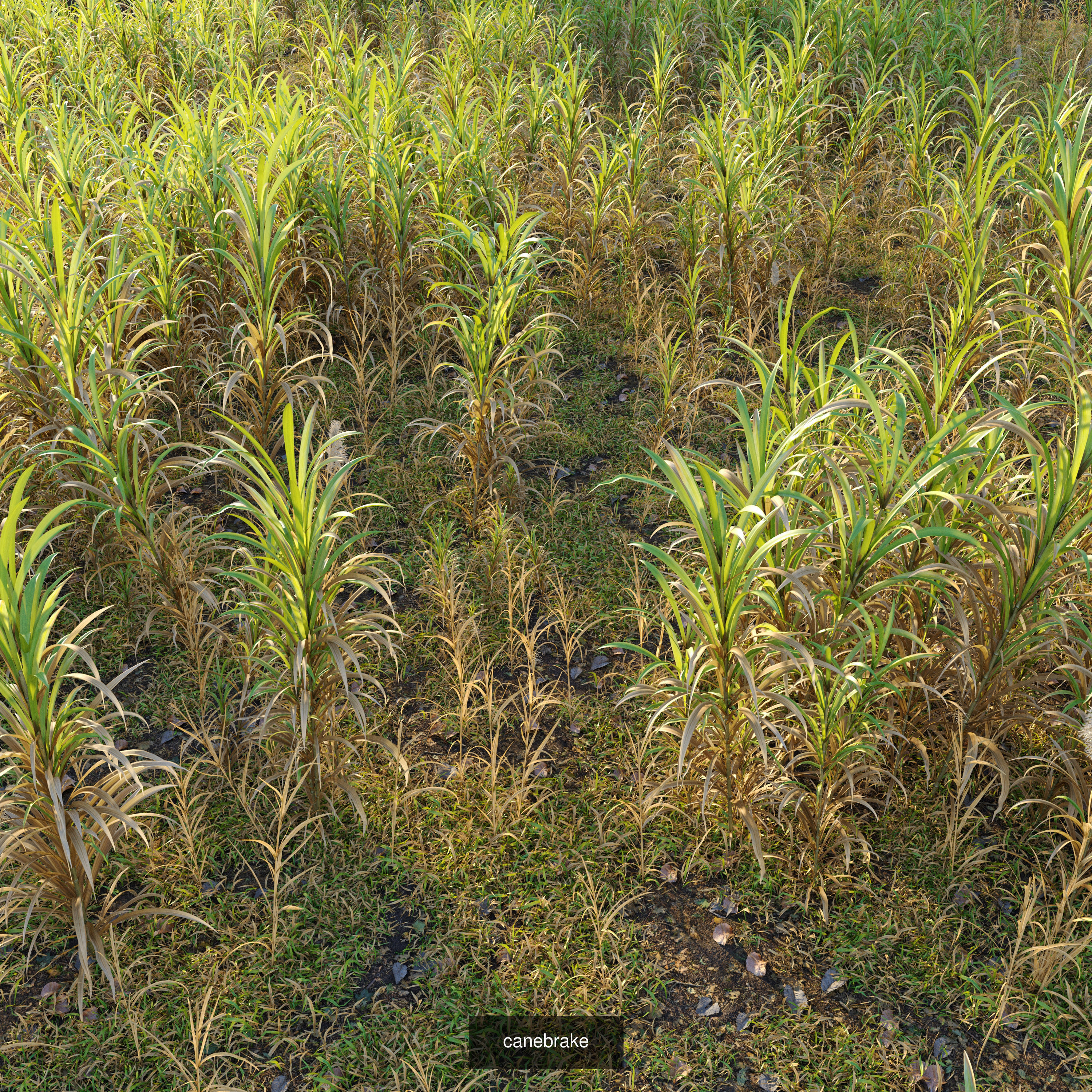 Meadow collection 01 _3