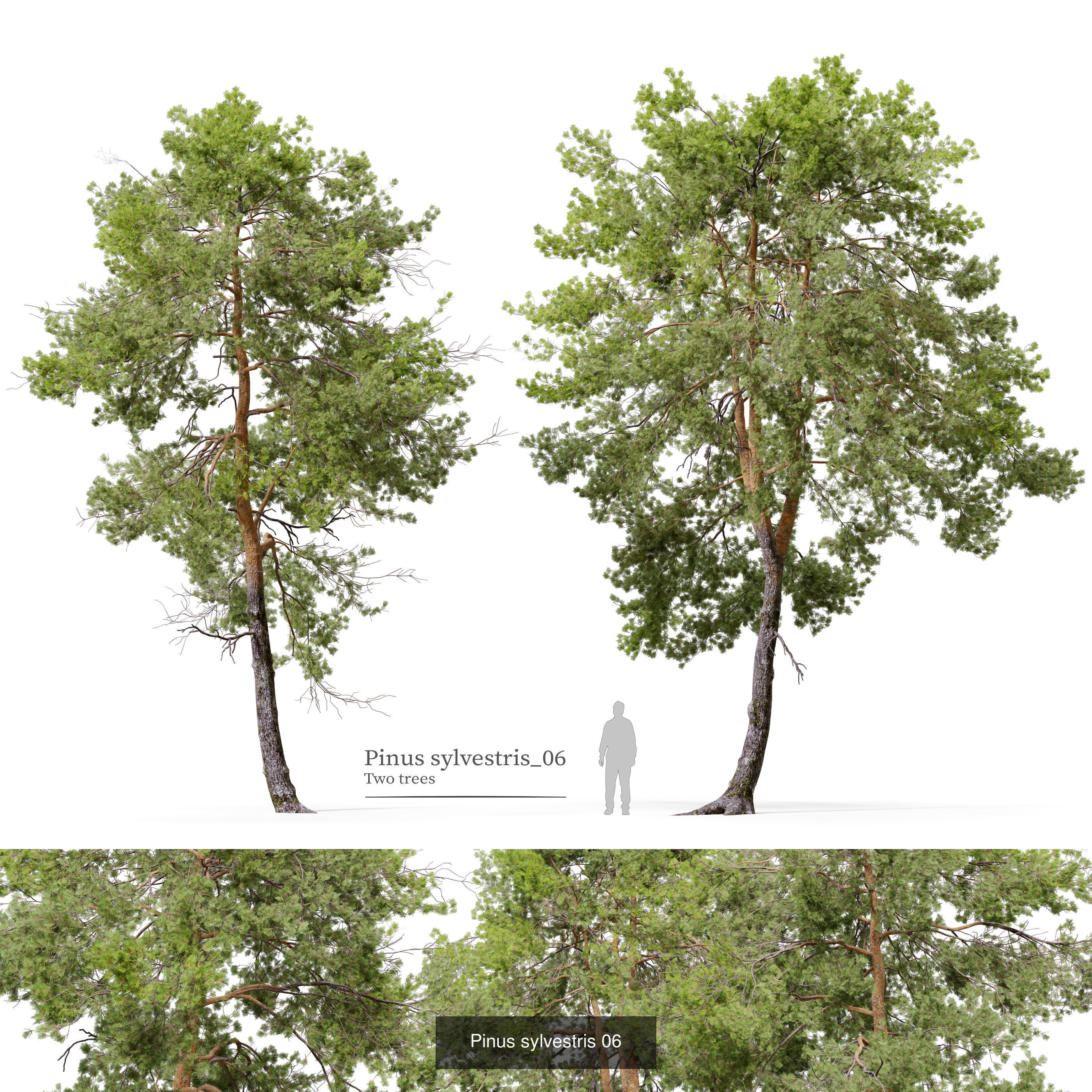 Pinus sylvestris collection _5