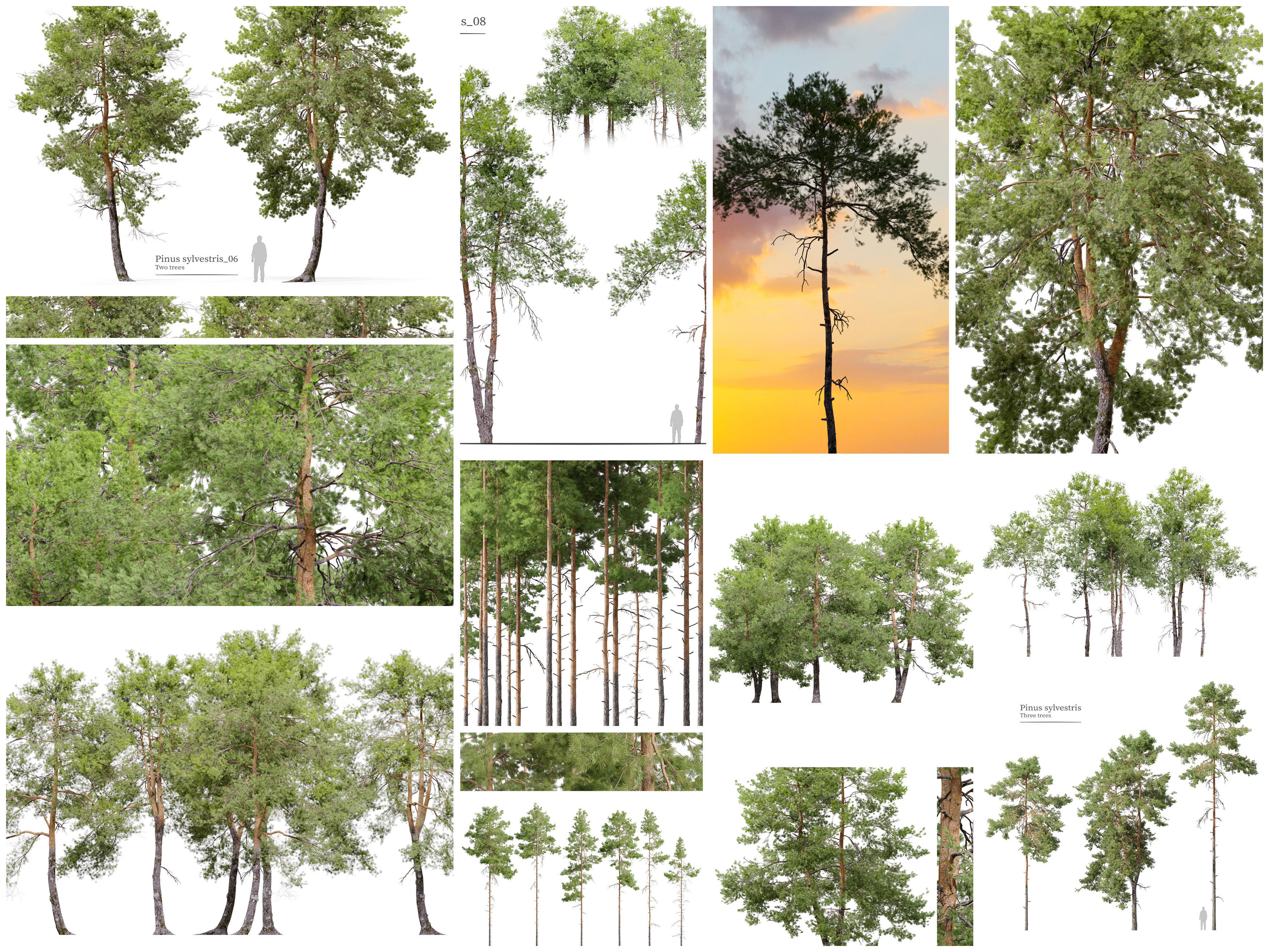 Pinus sylvestris collection _2