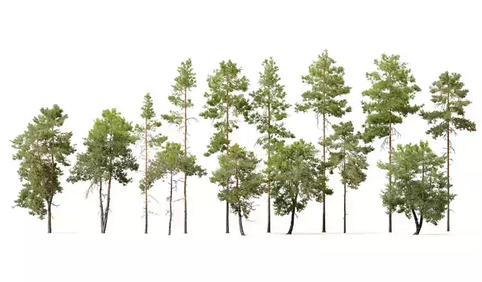 Pinus sylvestris collection 