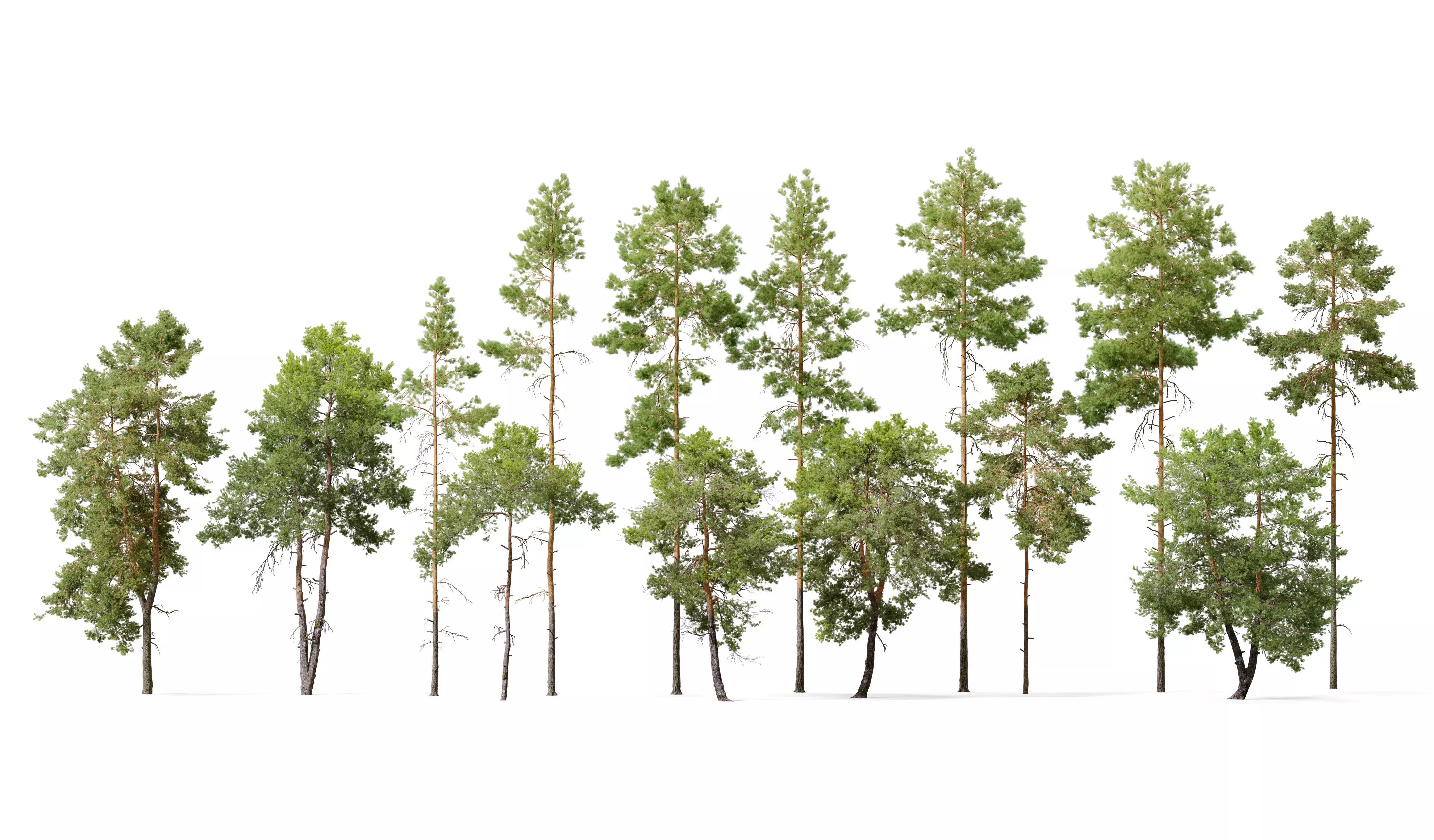 Pinus sylvestris collection _0