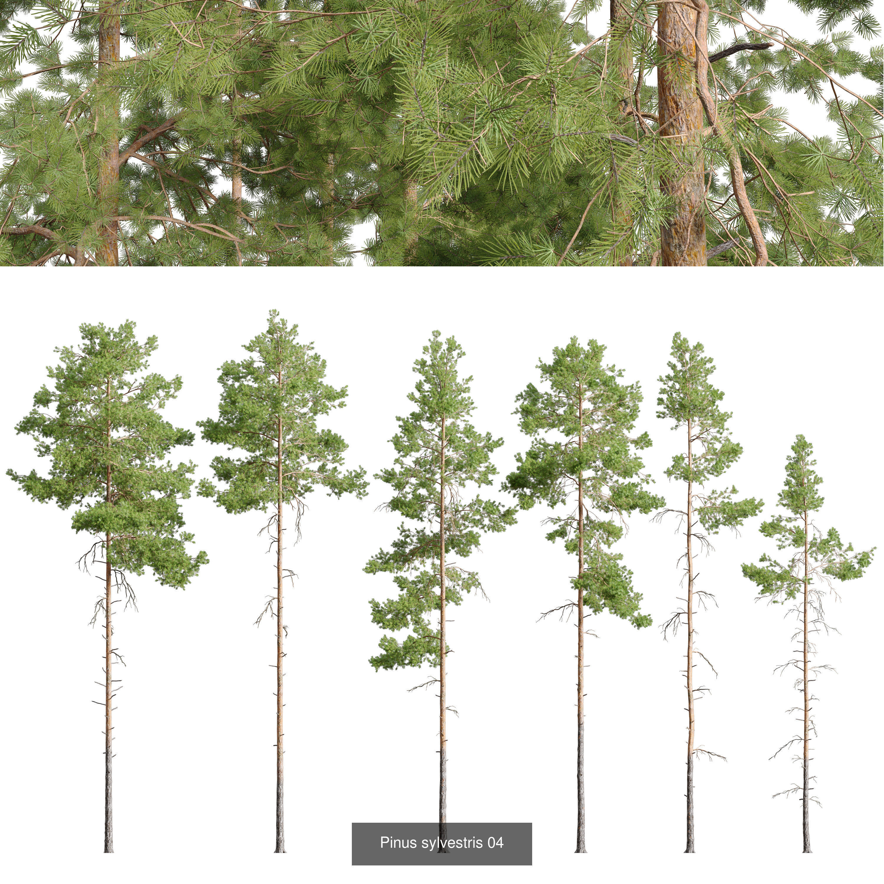 Pinus sylvestris collection _3