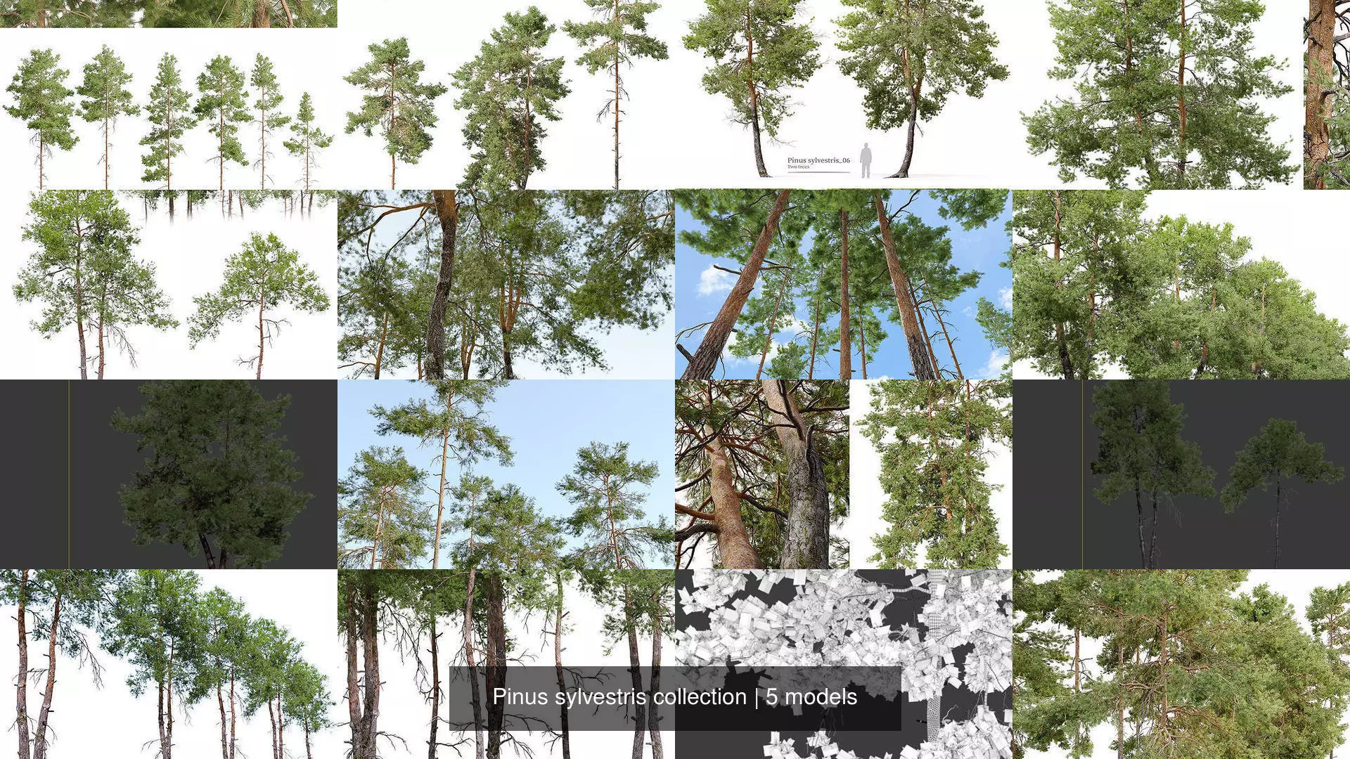 Pinus sylvestris collection _1