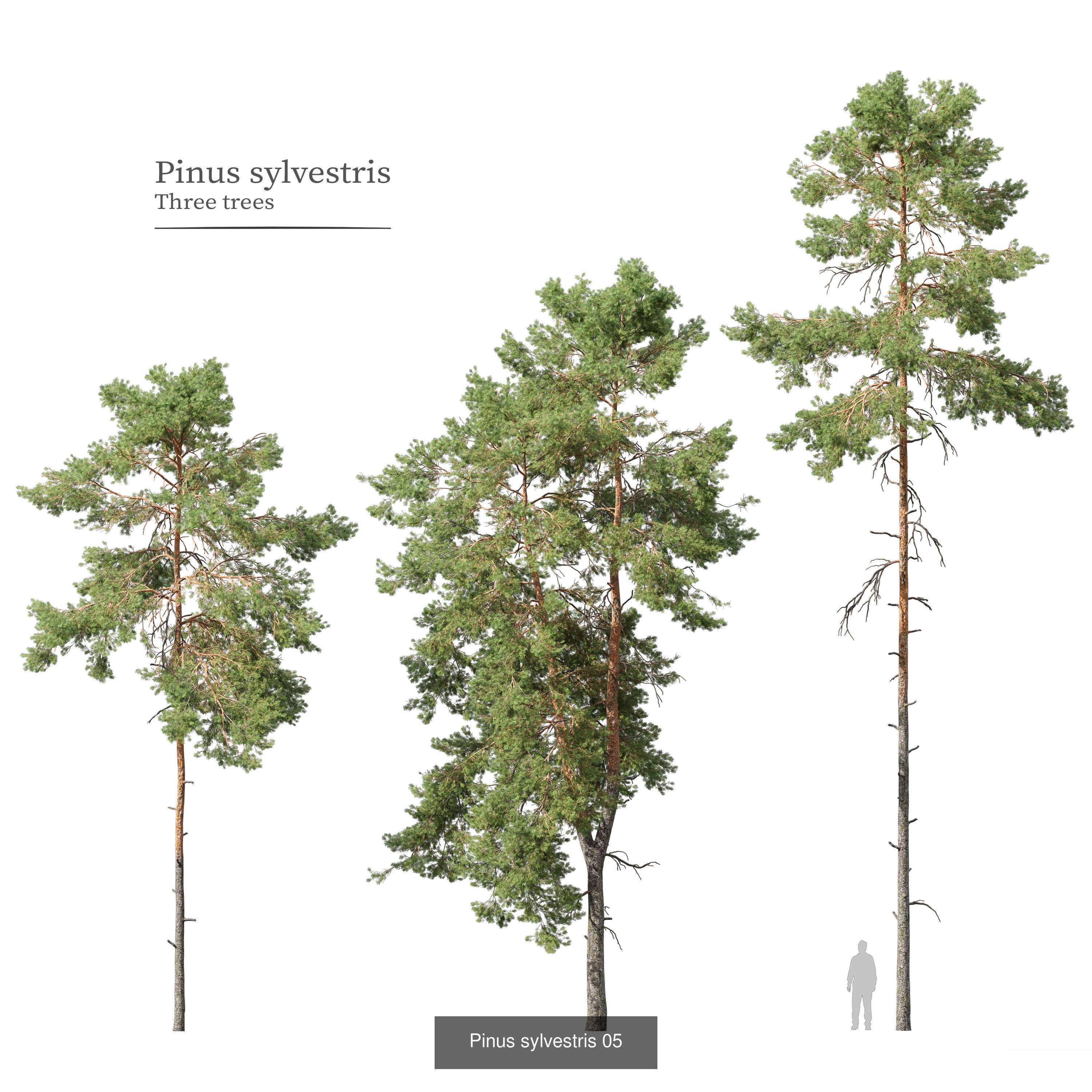 Pinus sylvestris collection _4