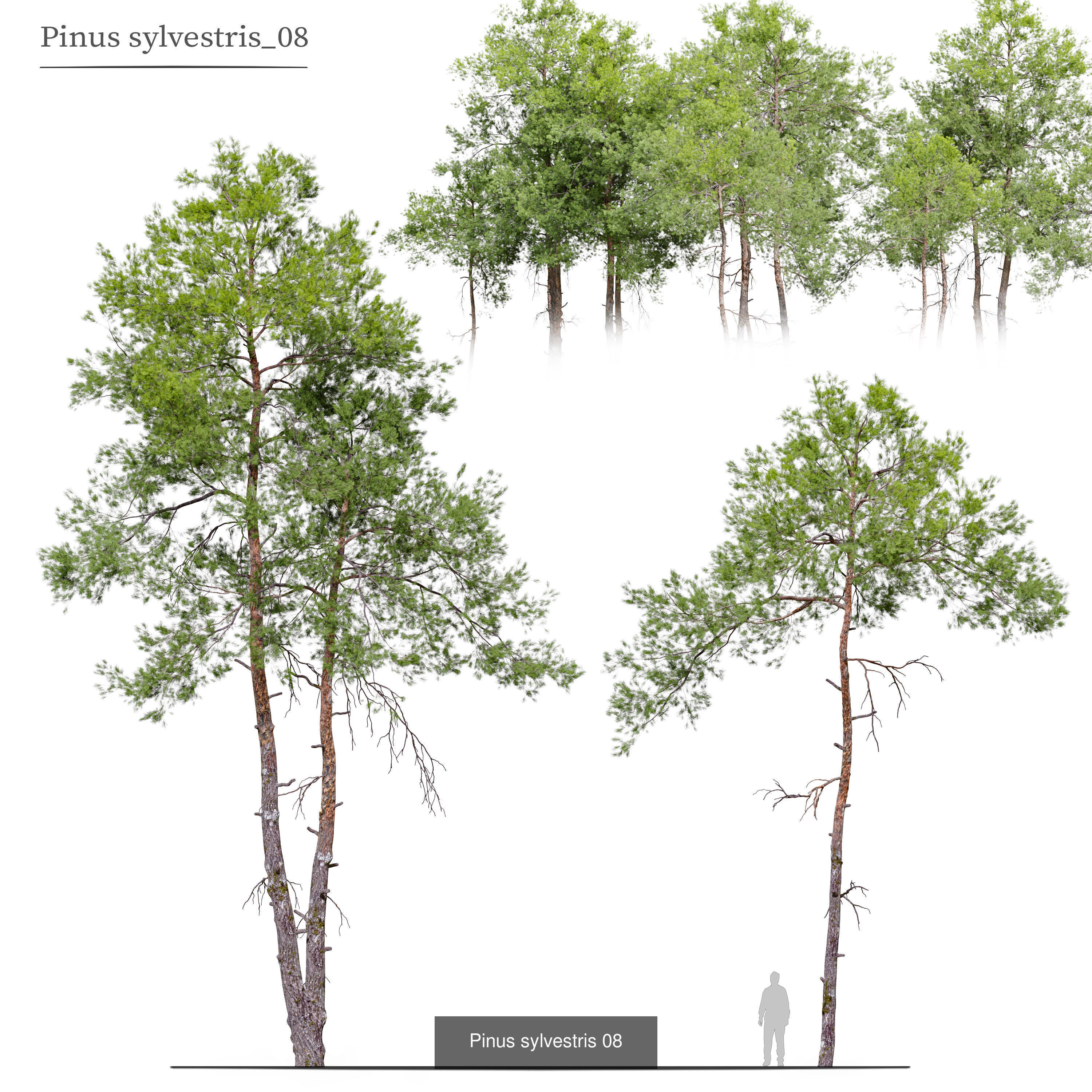 Pinus sylvestris collection _7