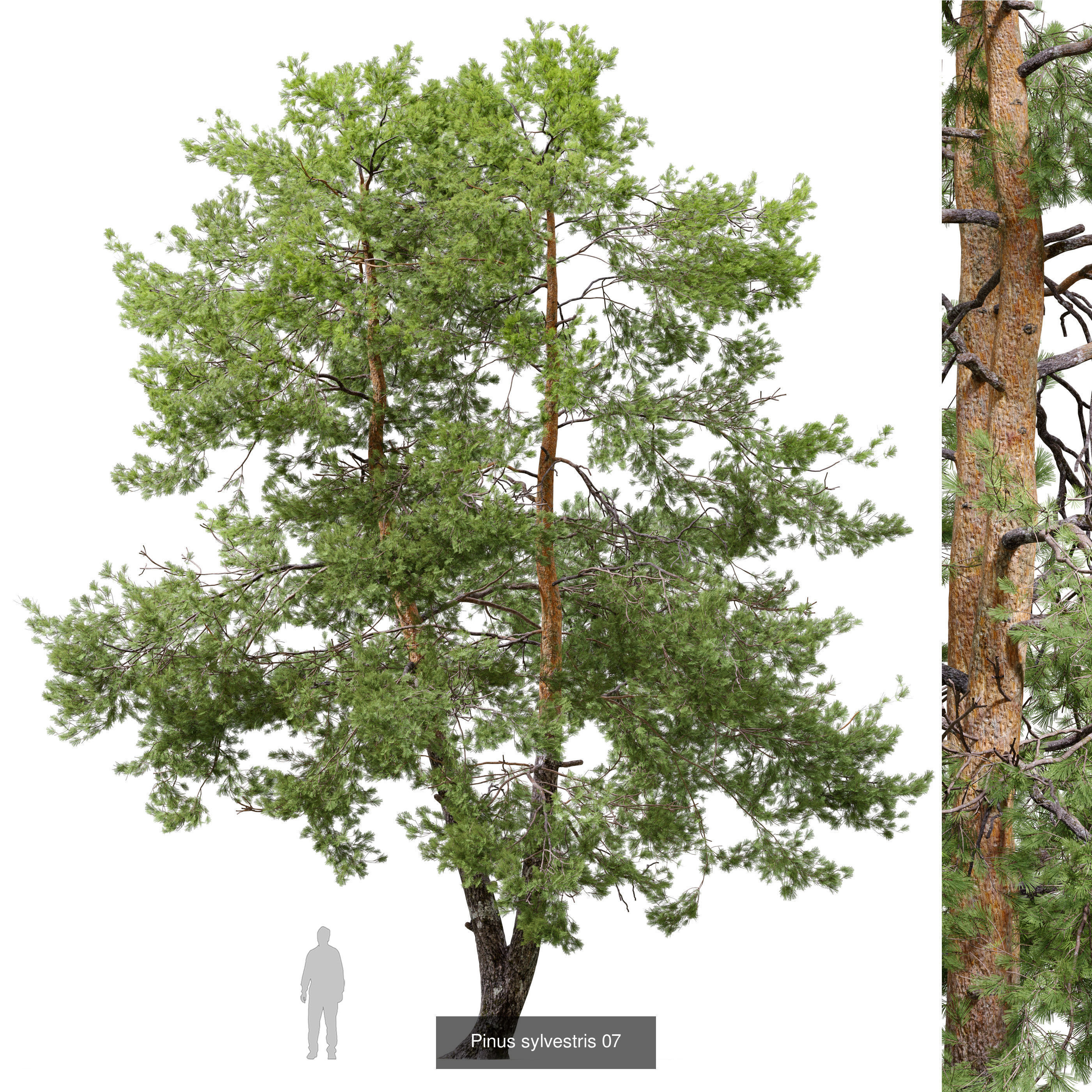 Pinus sylvestris collection _6