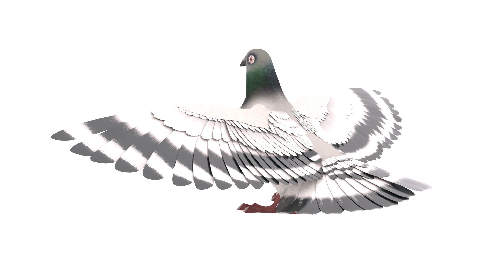 Pigeon 3D Model with wings spread 3D model_2
