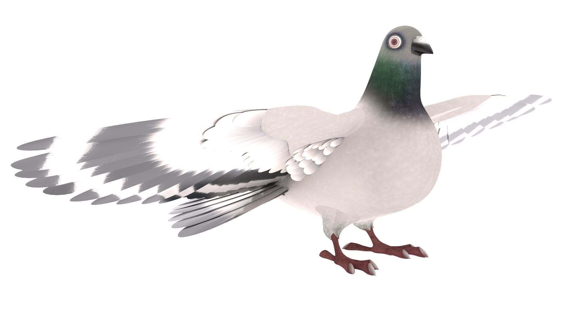 Pigeon 3D Model with wings spread 3D model_3