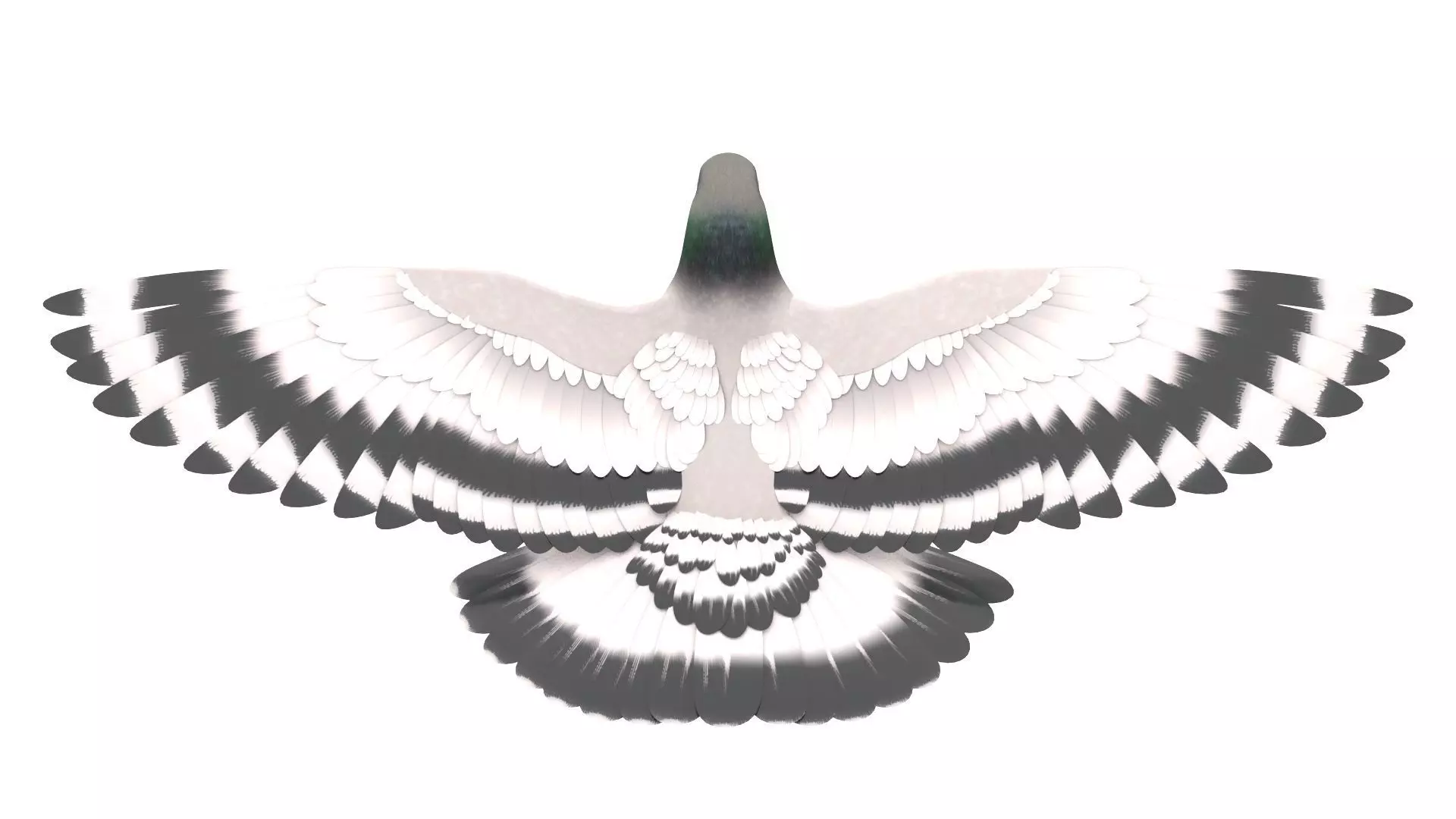 Pigeon 3D Model with wings spread 3D model_0