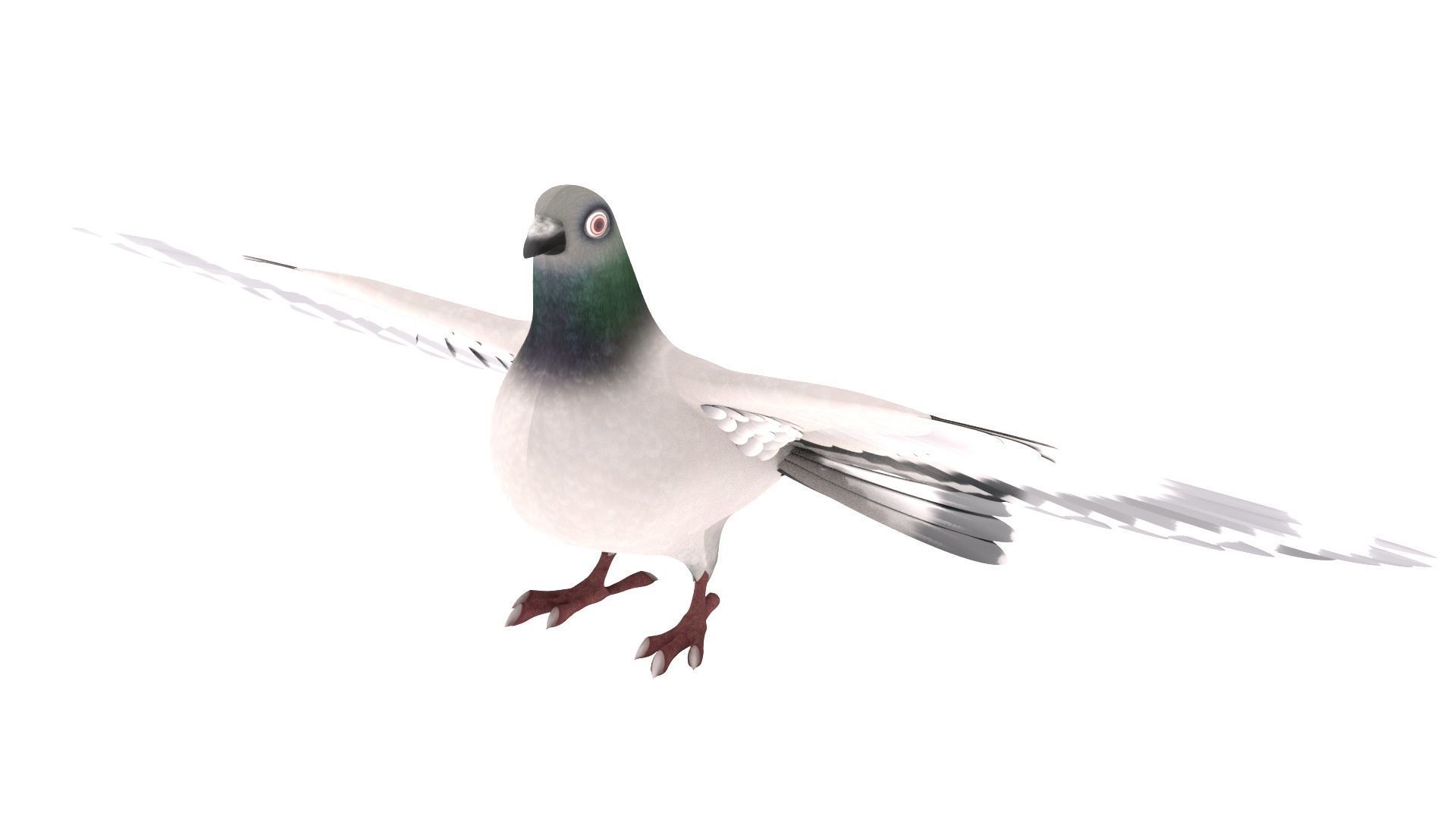 Pigeon 3D Model with wings spread 3D model_4