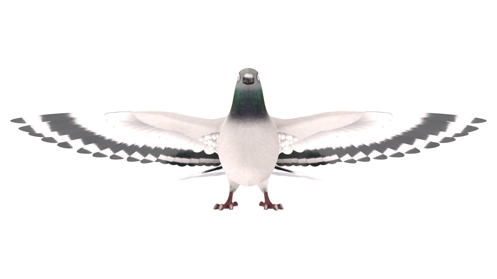 Pigeon 3D Model with wings spread 3D model_1