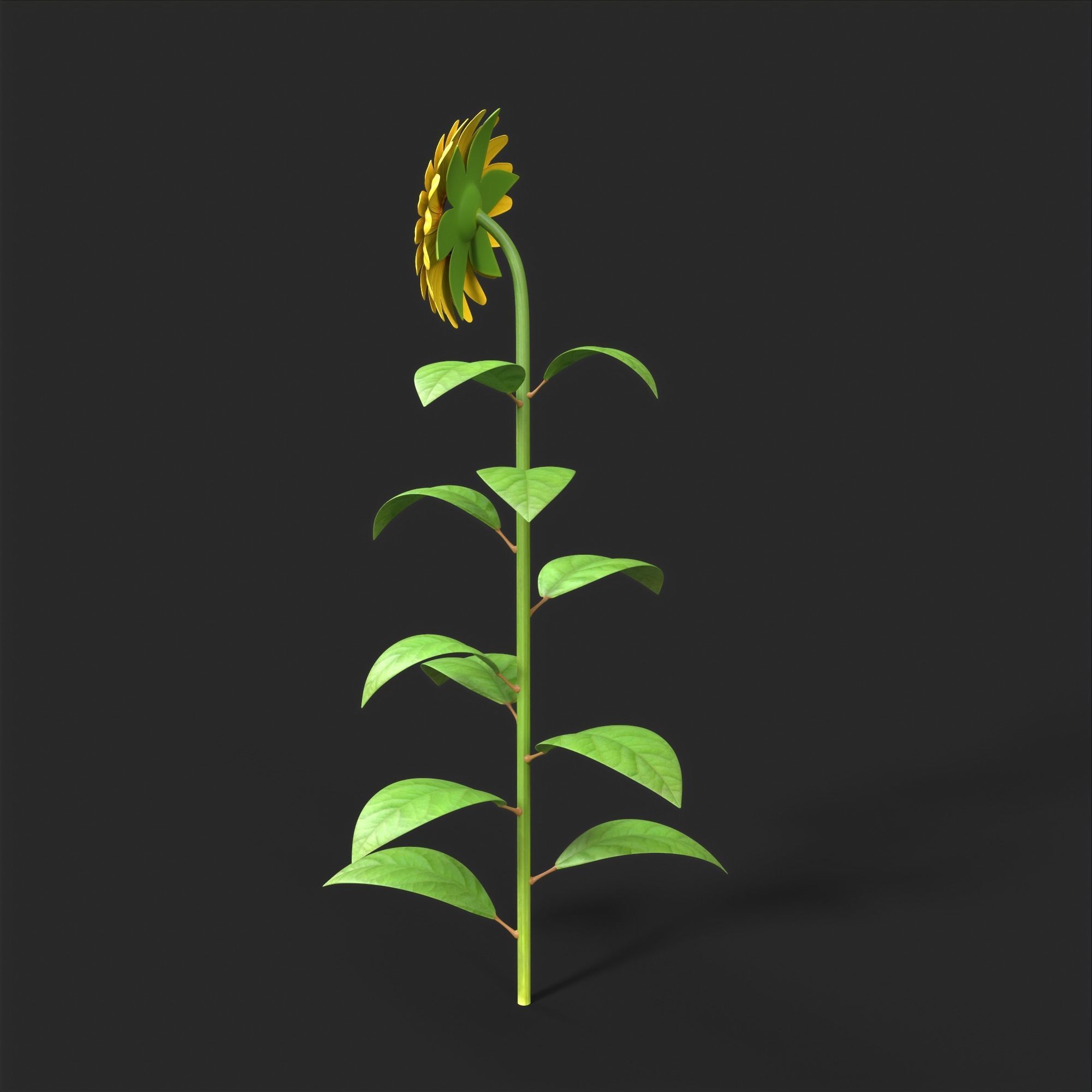 Sunflower Plant Low-poly 3D model_7