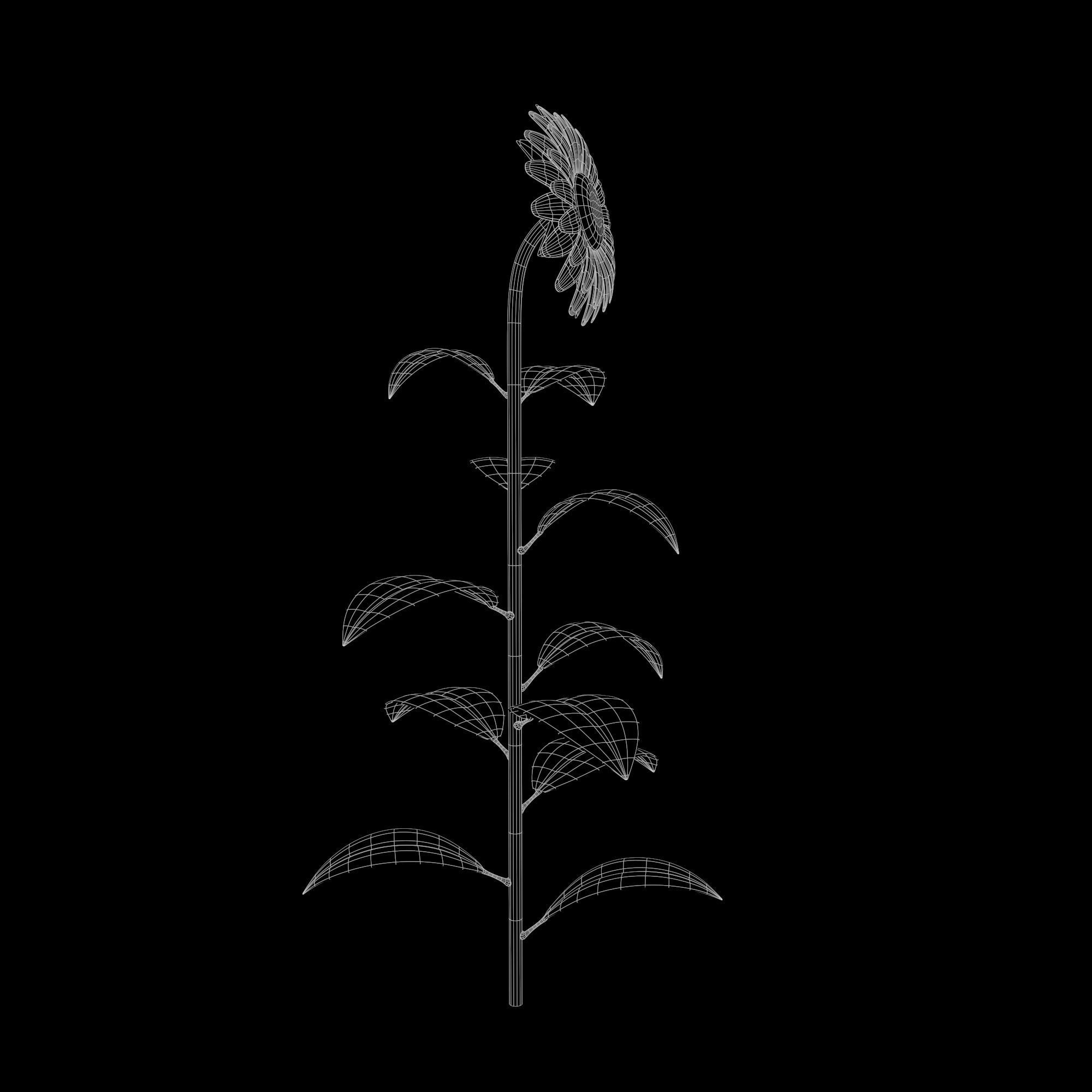 Sunflower Plant Low-poly 3D model_22
