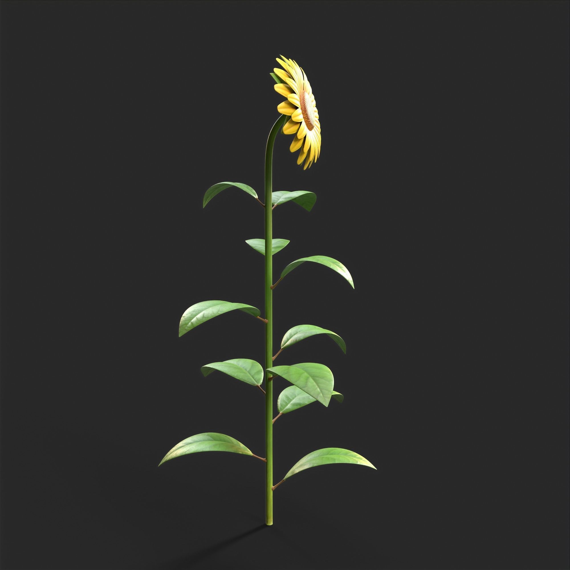 Sunflower Plant Low-poly 3D model_12
