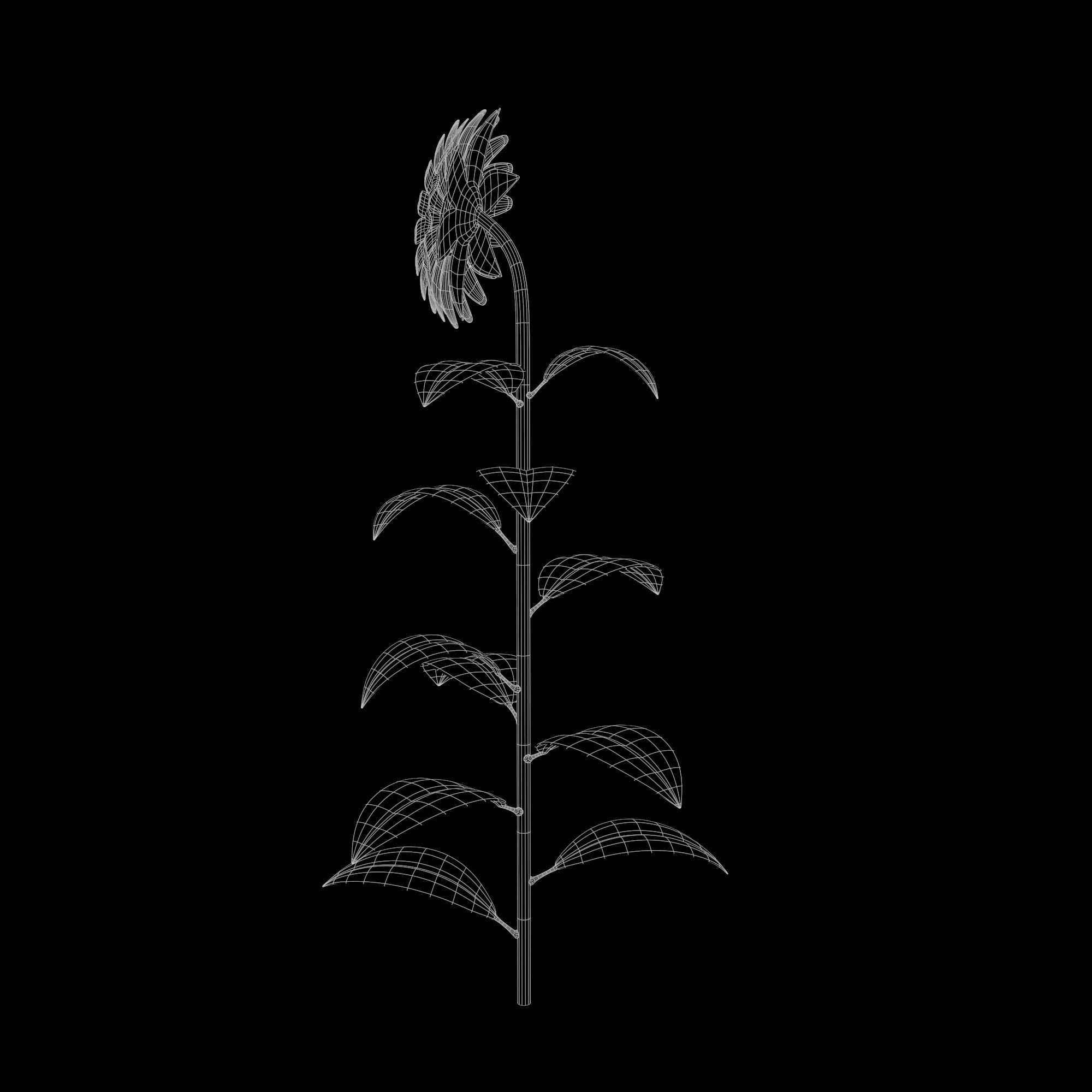 Sunflower Plant Low-poly 3D model_17