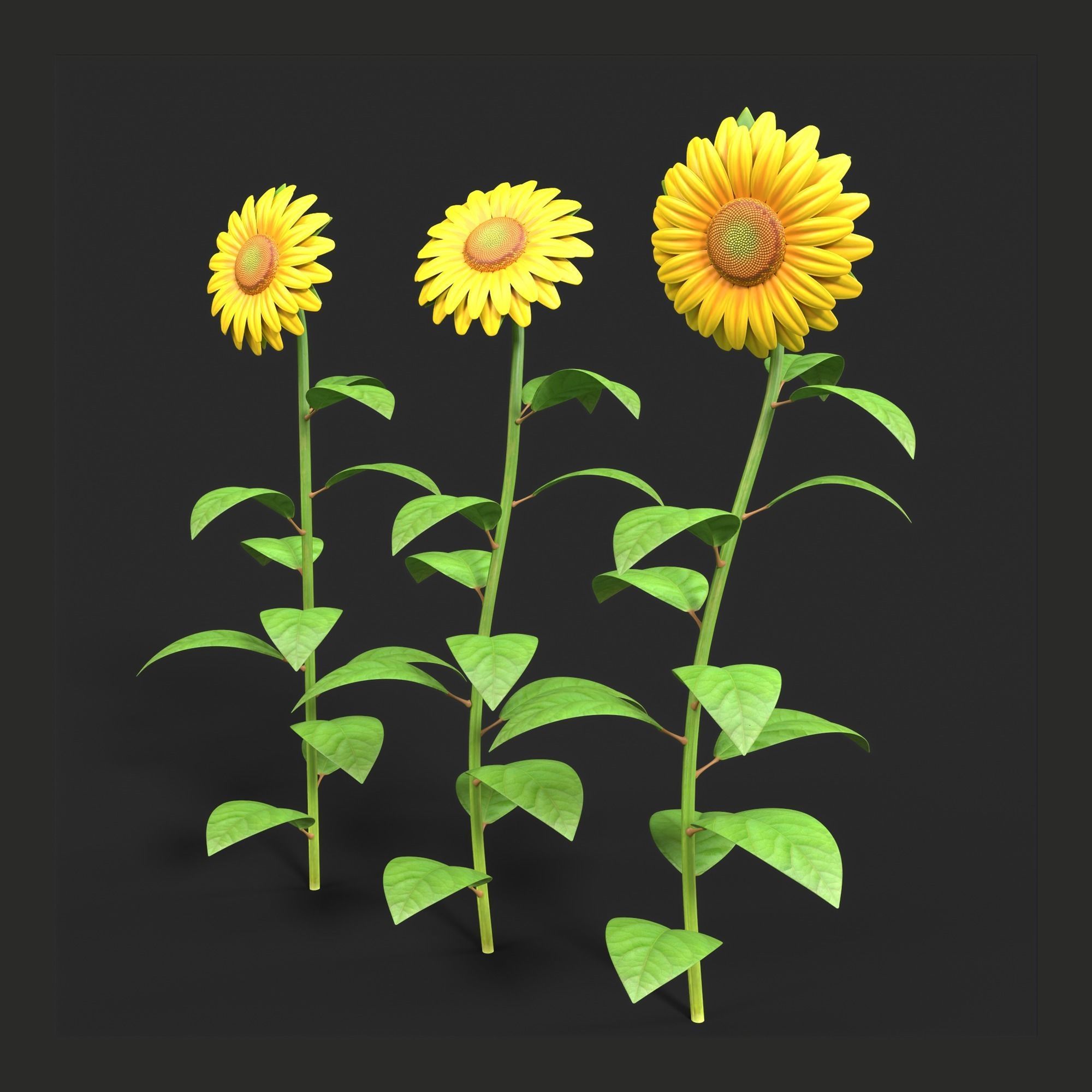 Sunflower Plant Low-poly 3D model_1