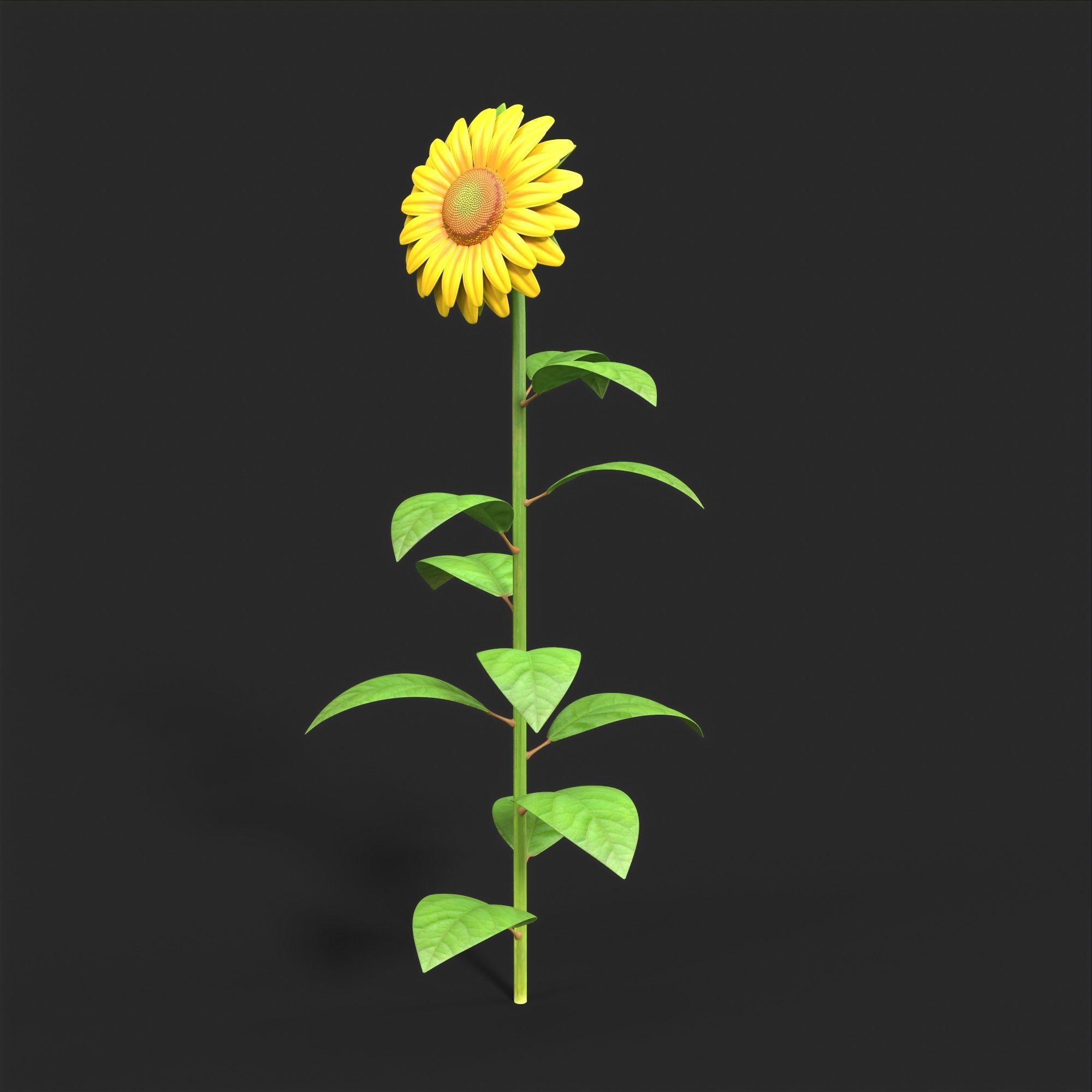Sunflower Plant Low-poly 3D model_5