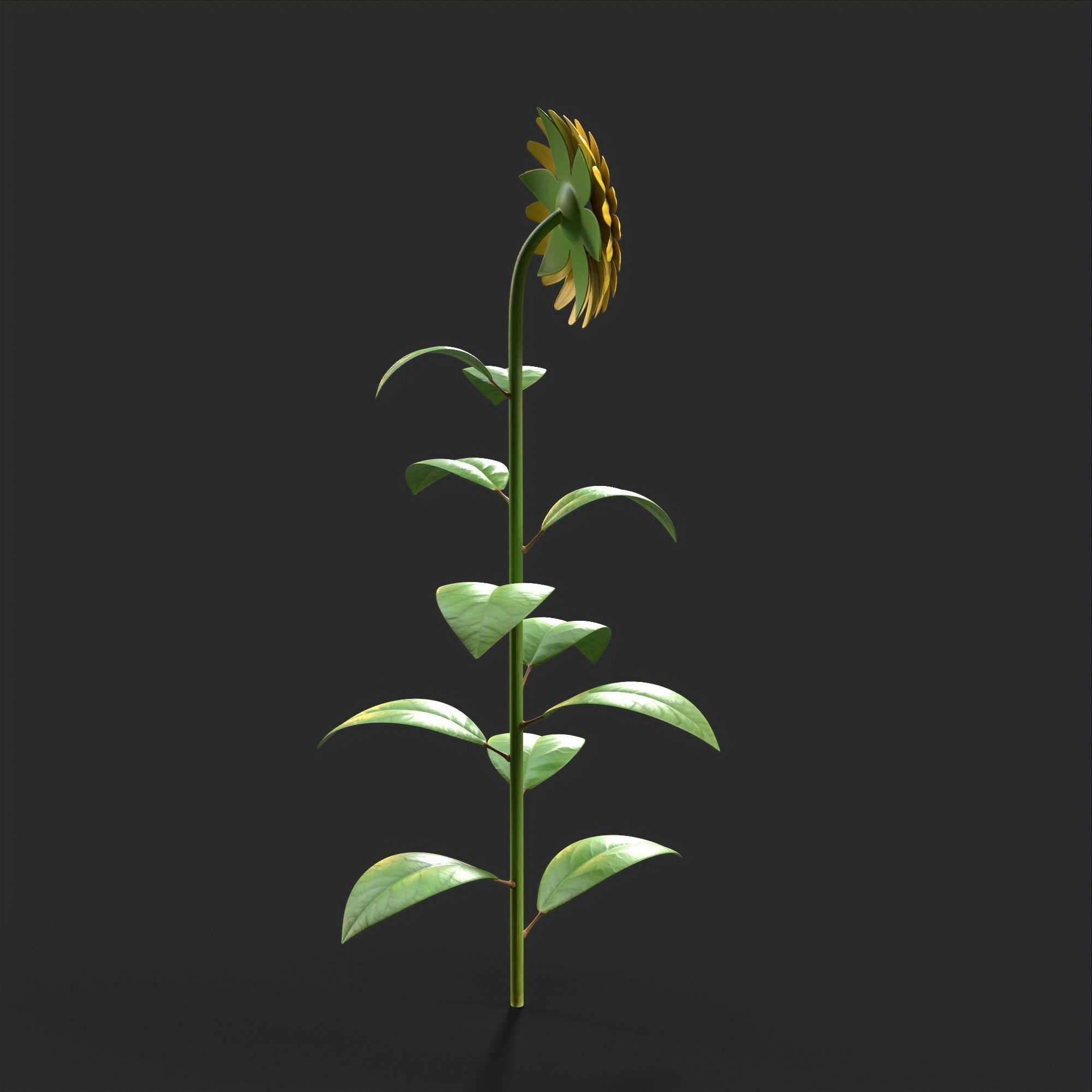 Sunflower Plant Low-poly 3D model_11