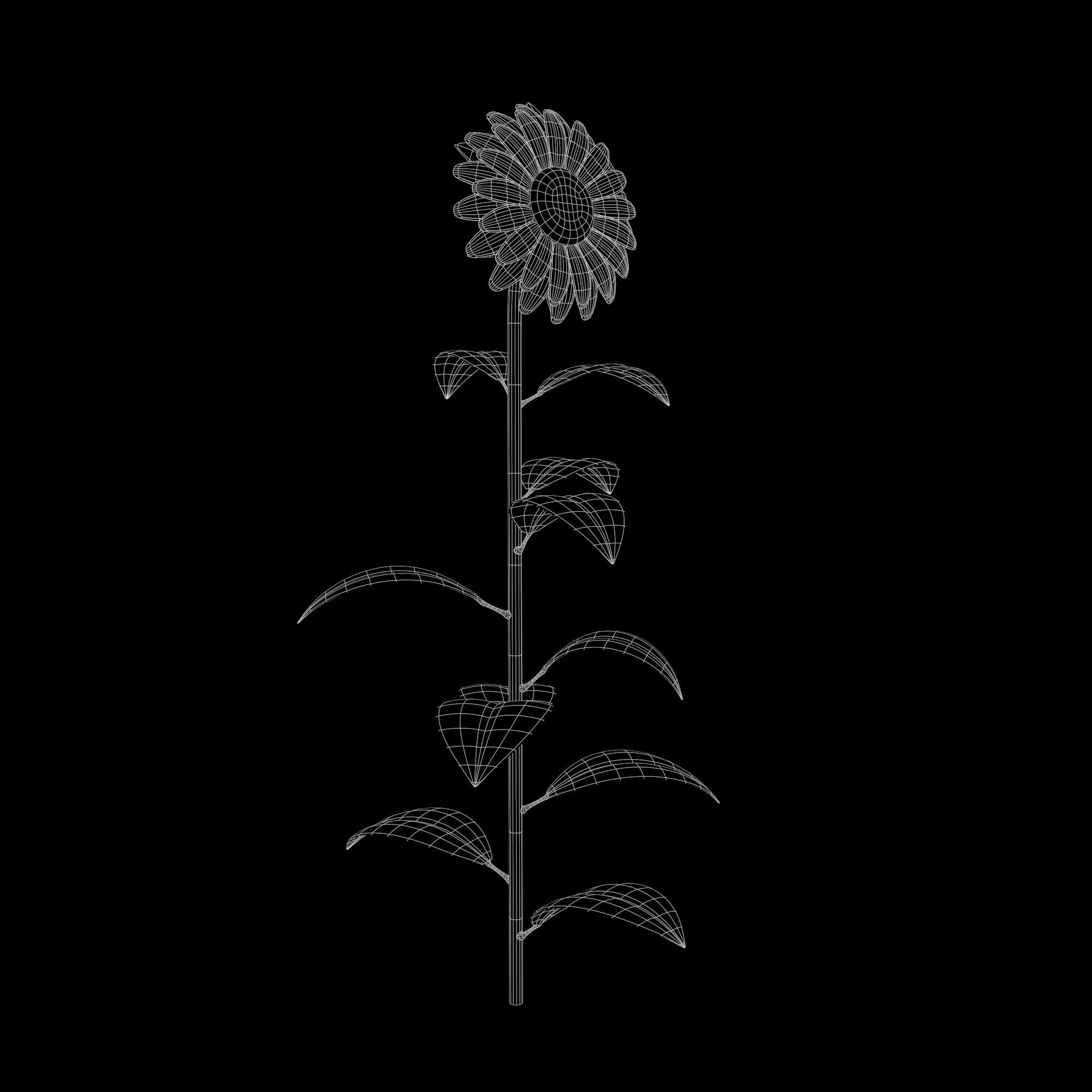 Sunflower Plant Low-poly 3D model_23