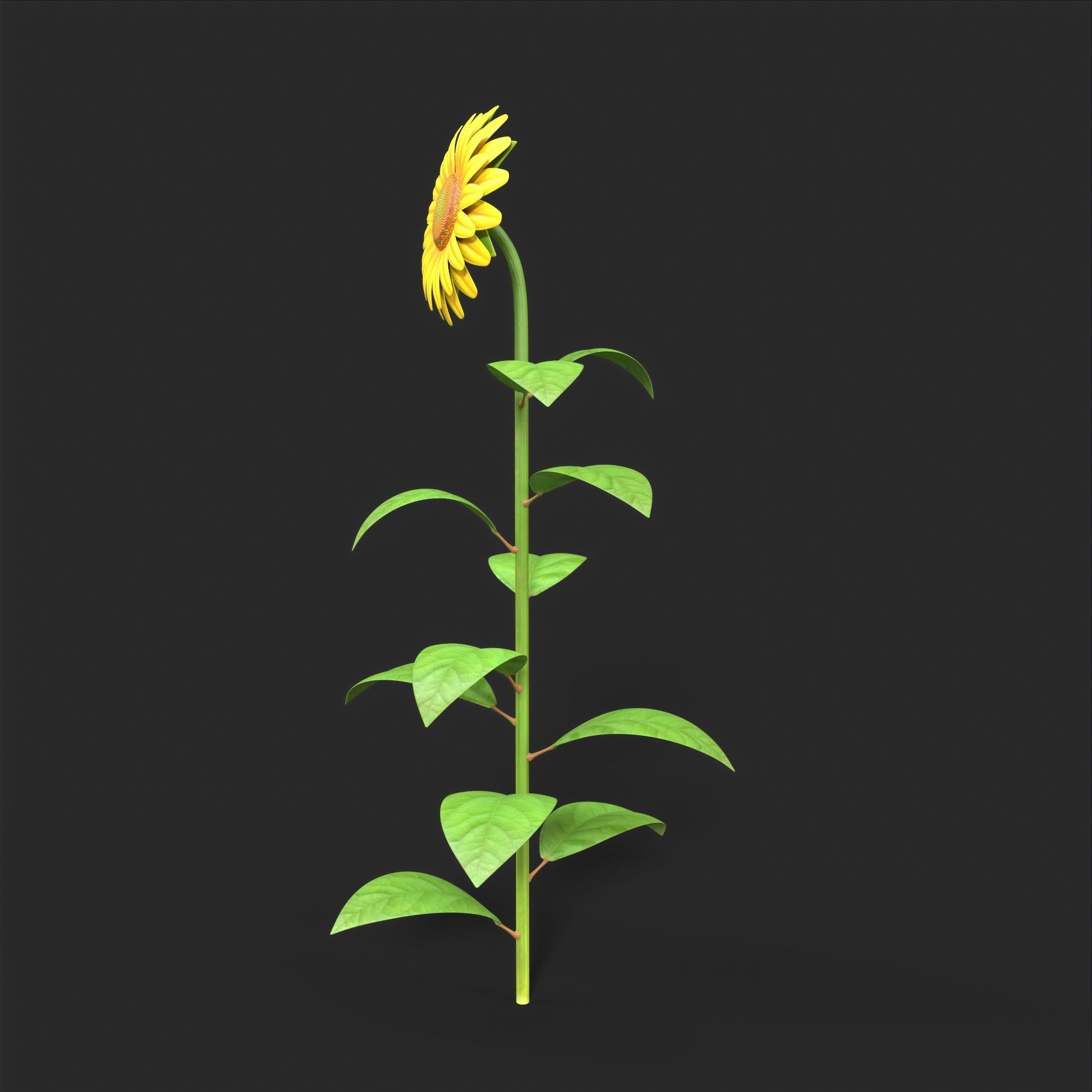Sunflower Plant Low-poly 3D model_6