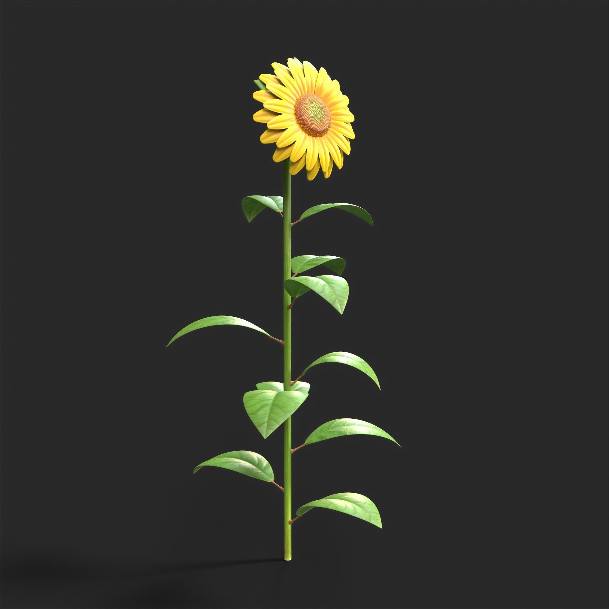 Sunflower Plant Low-poly 3D model_13