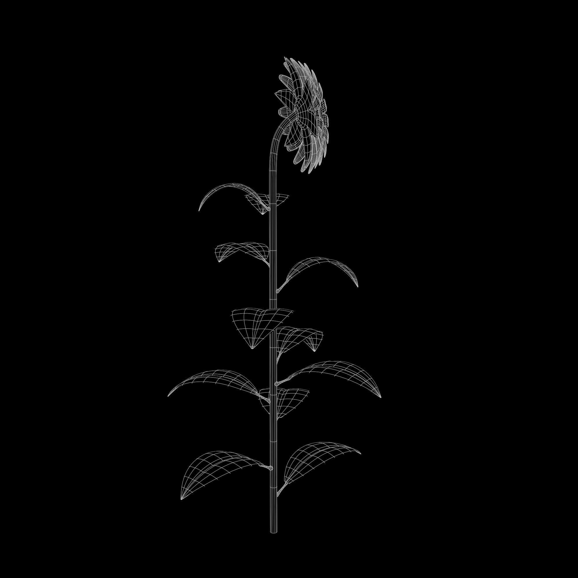 Sunflower Plant Low-poly 3D model_21