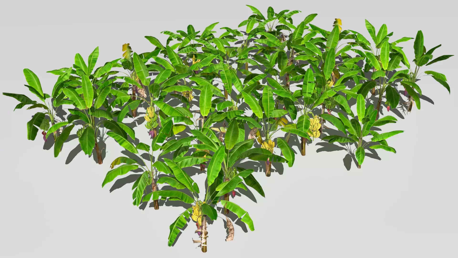 Banana plantation 3D model