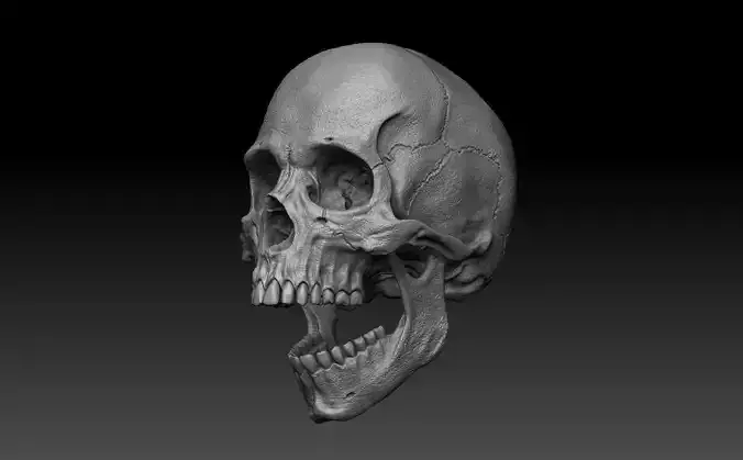 Skull Human  3D model
