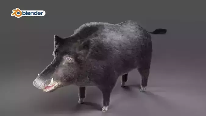 Fur Black Wild Boar NO Rigged in Blender