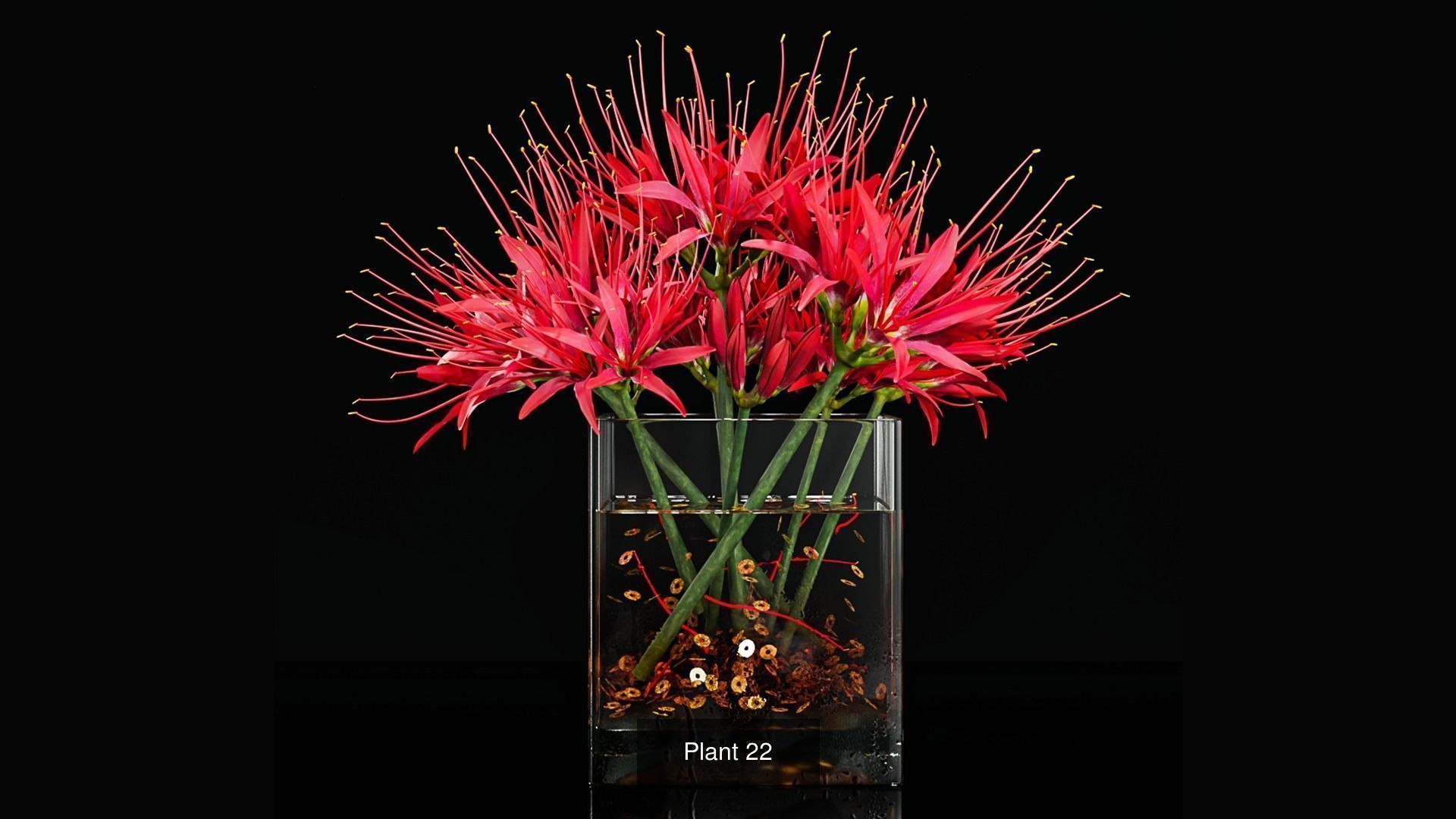 Plant collection 3 tropical arrangement in glass vase _4